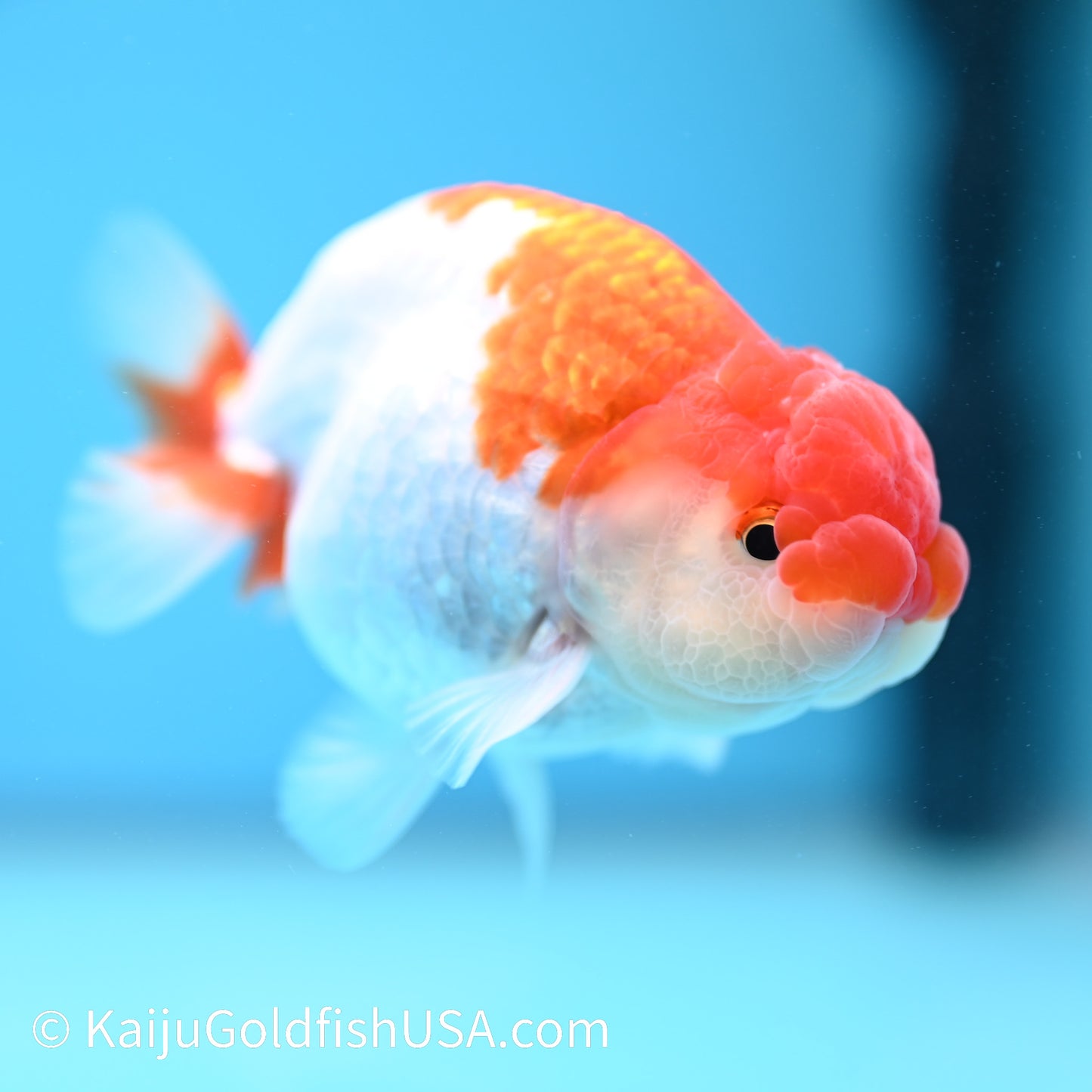 Red White Buffalo Ranchu 3.5-4 inches (240209_RC01) - Kaiju Goldfish USA