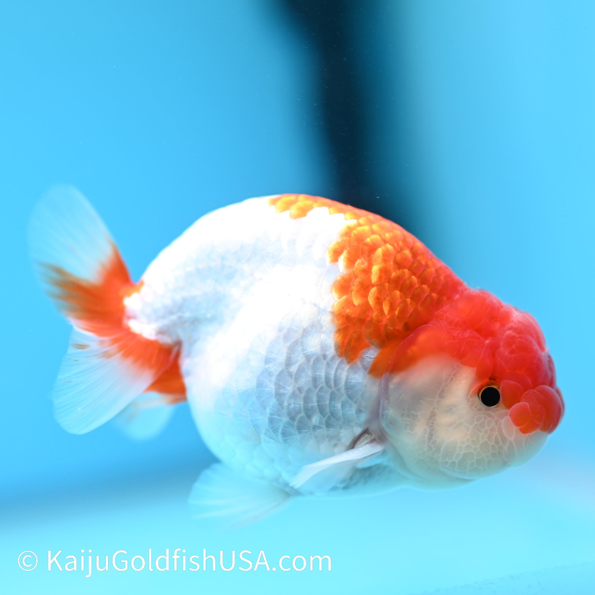 Red White Buffalo Ranchu 3.5-4 inches (240209_RC01) - Kaiju Goldfish USA