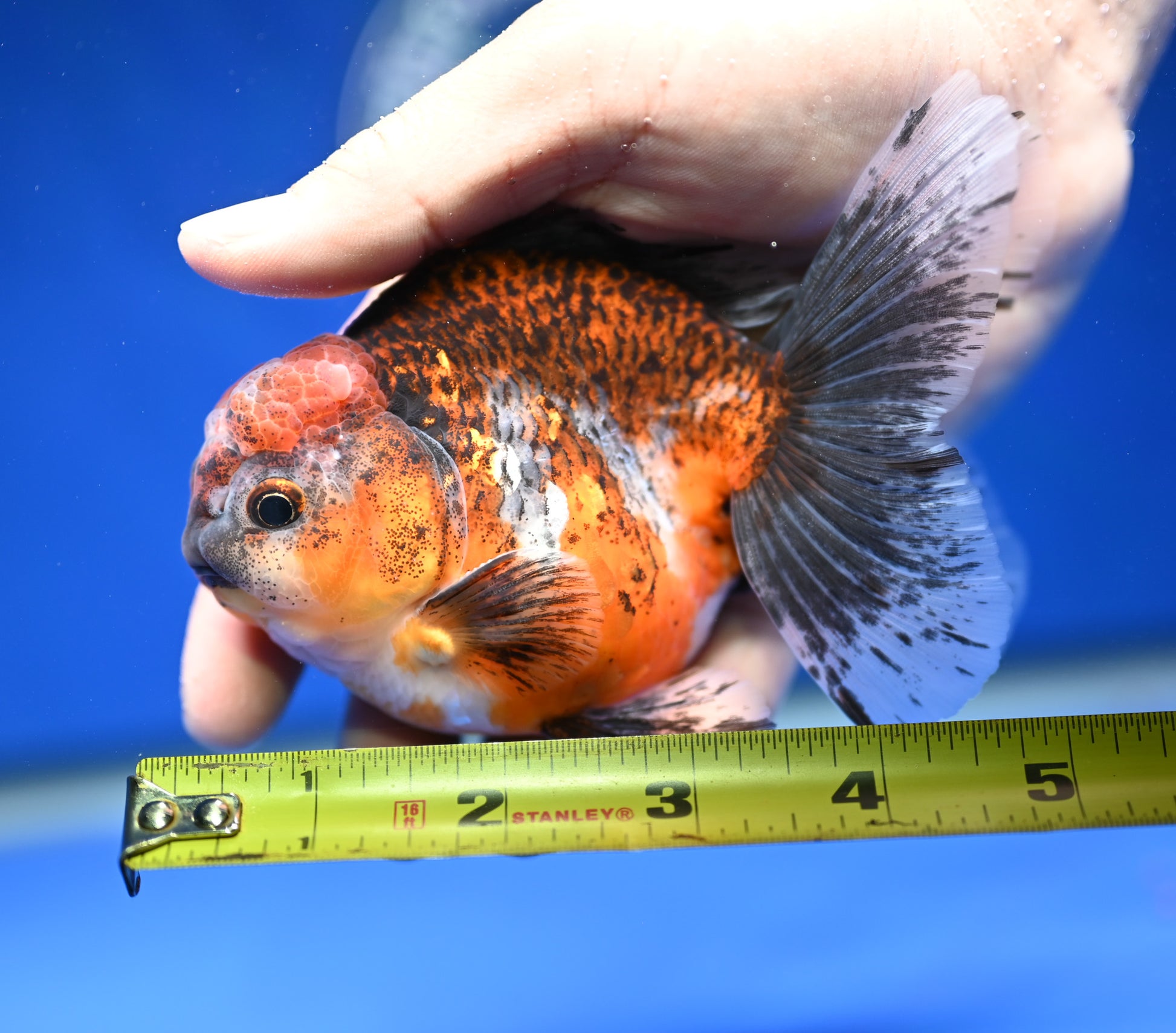 Kirin Rose Tail Oranda 4.5 - 5 inches (1201_OR03) - Kaiju Goldfish USA