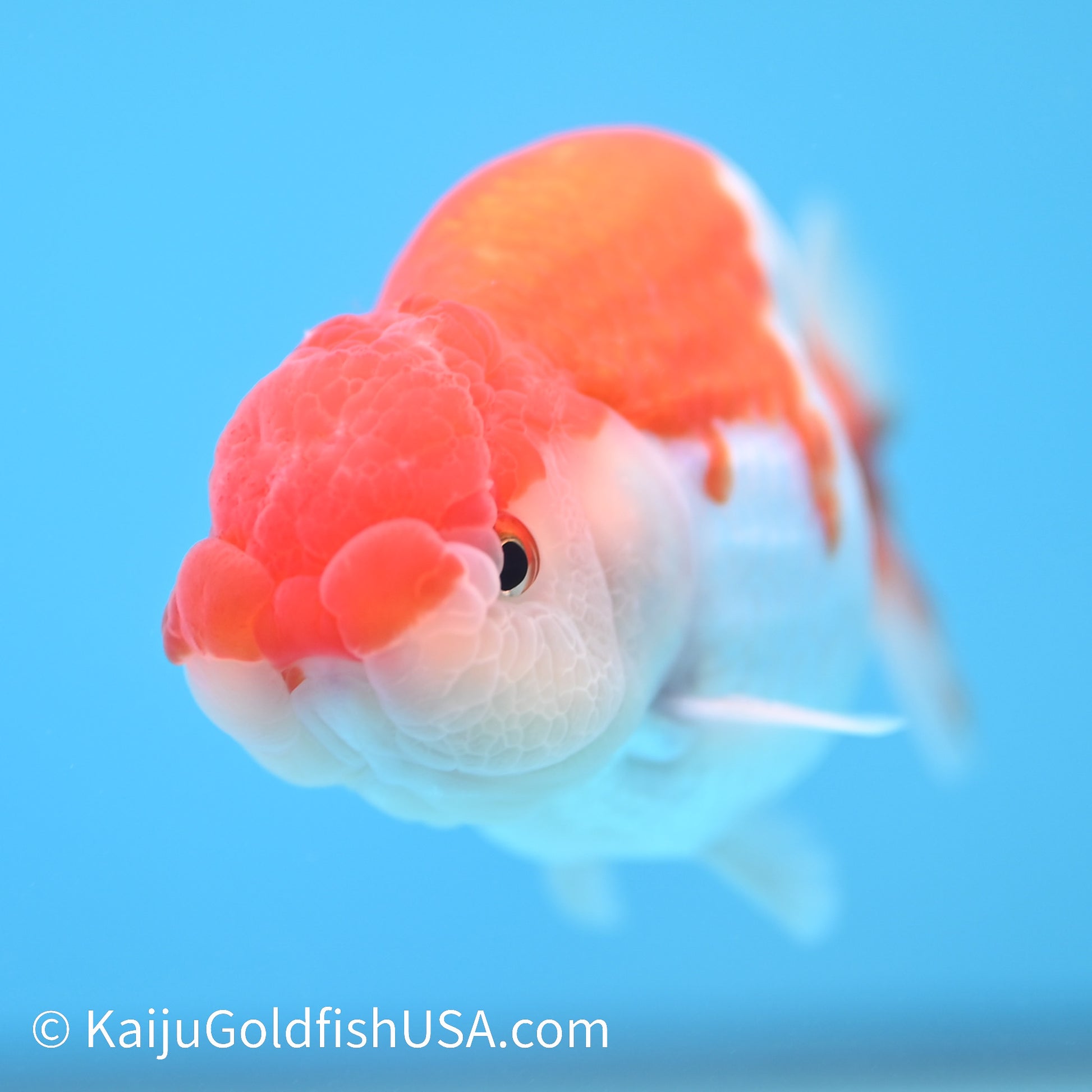 Red White Buffalo Ranchu 3.5-4 inches (240209_RC01) - Kaiju Goldfish USA