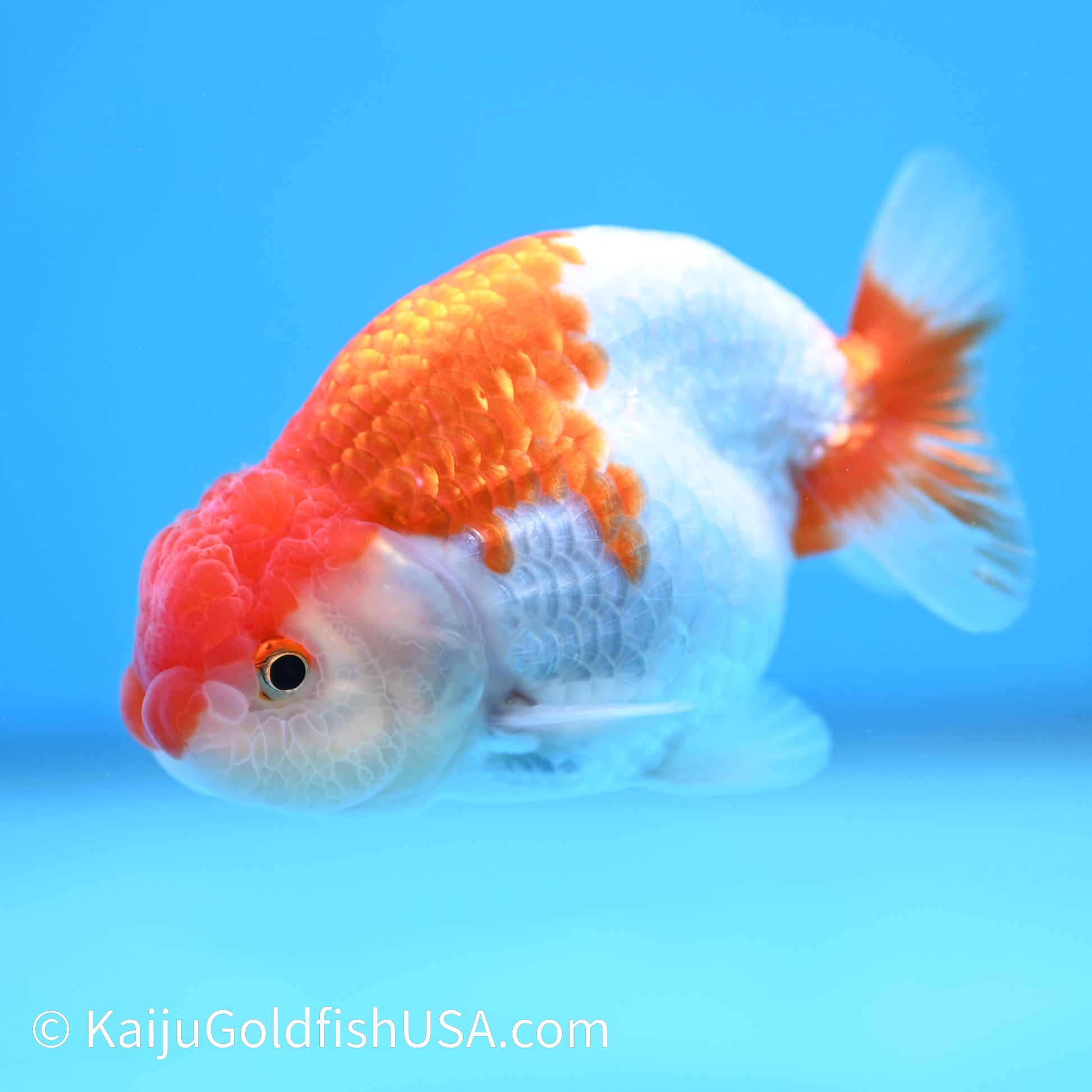 Red White Buffalo Ranchu 3.5-4 inches (240209_RC01) - Kaiju Goldfish USA