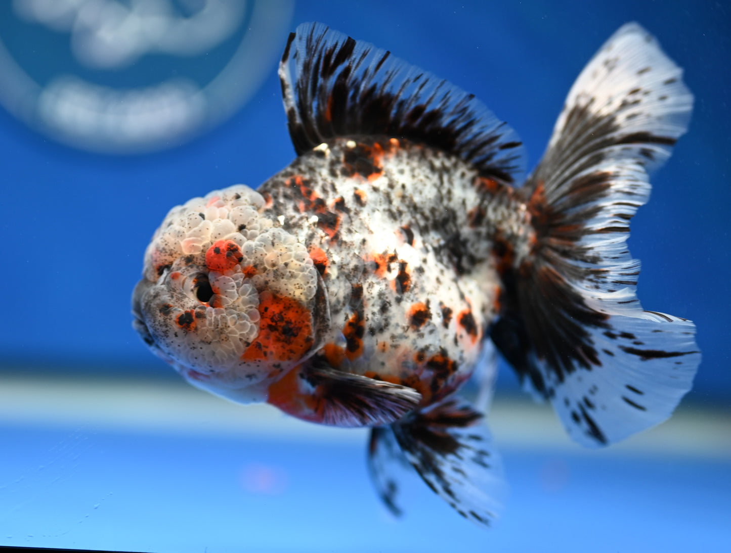 Kirin Rose Tail Oranda 4.5 - 5 inches (1201_OR04) - Kaiju Goldfish USA