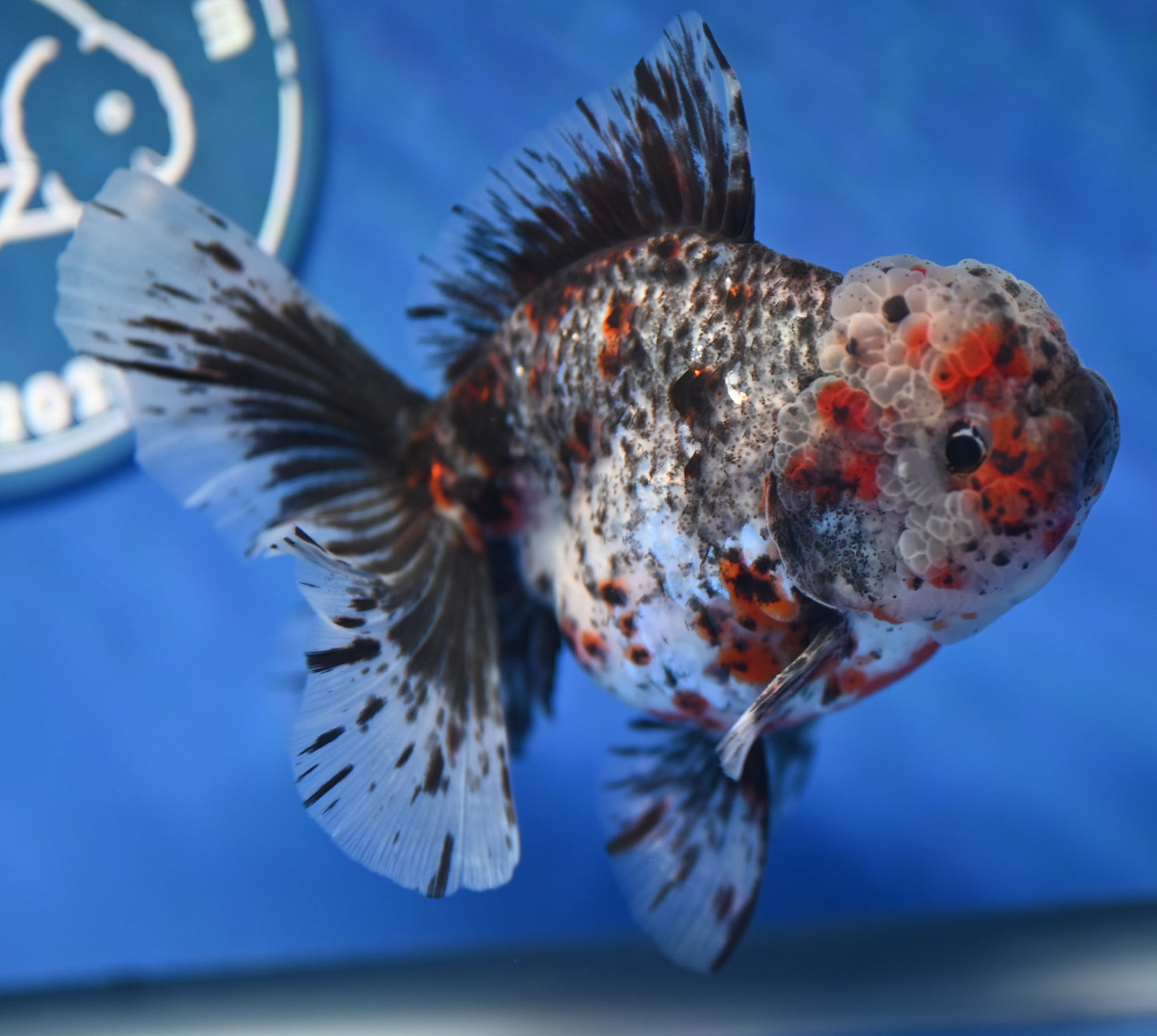 Kirin Rose Tail Oranda 4.5 - 5 inches (1201_OR04) - Kaiju Goldfish USA