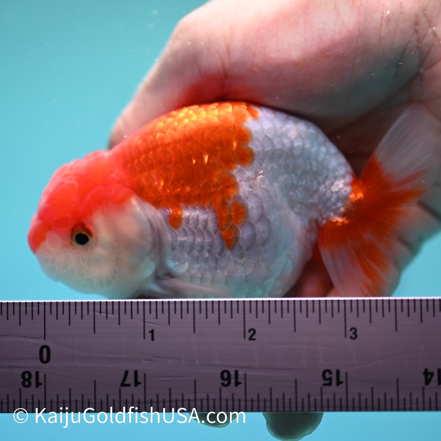 Red White Buffalo Ranchu 3.5-4 inches (240209_RC01) - Kaiju Goldfish USA