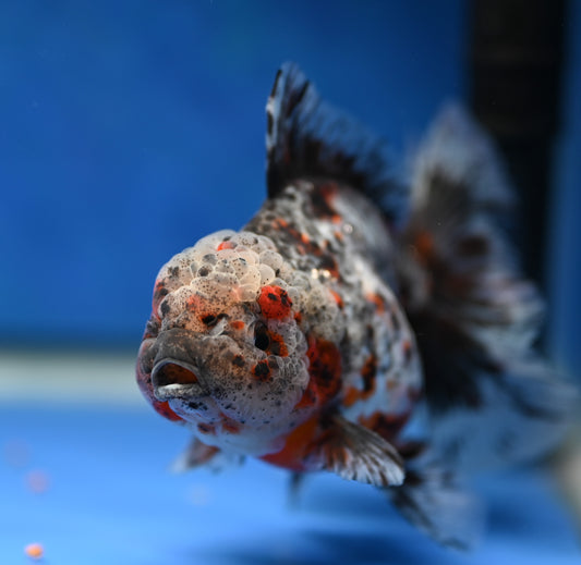 Kirin Rose Tail Oranda 4.5 - 5 inches (1201_OR04) - Kaiju Goldfish USA