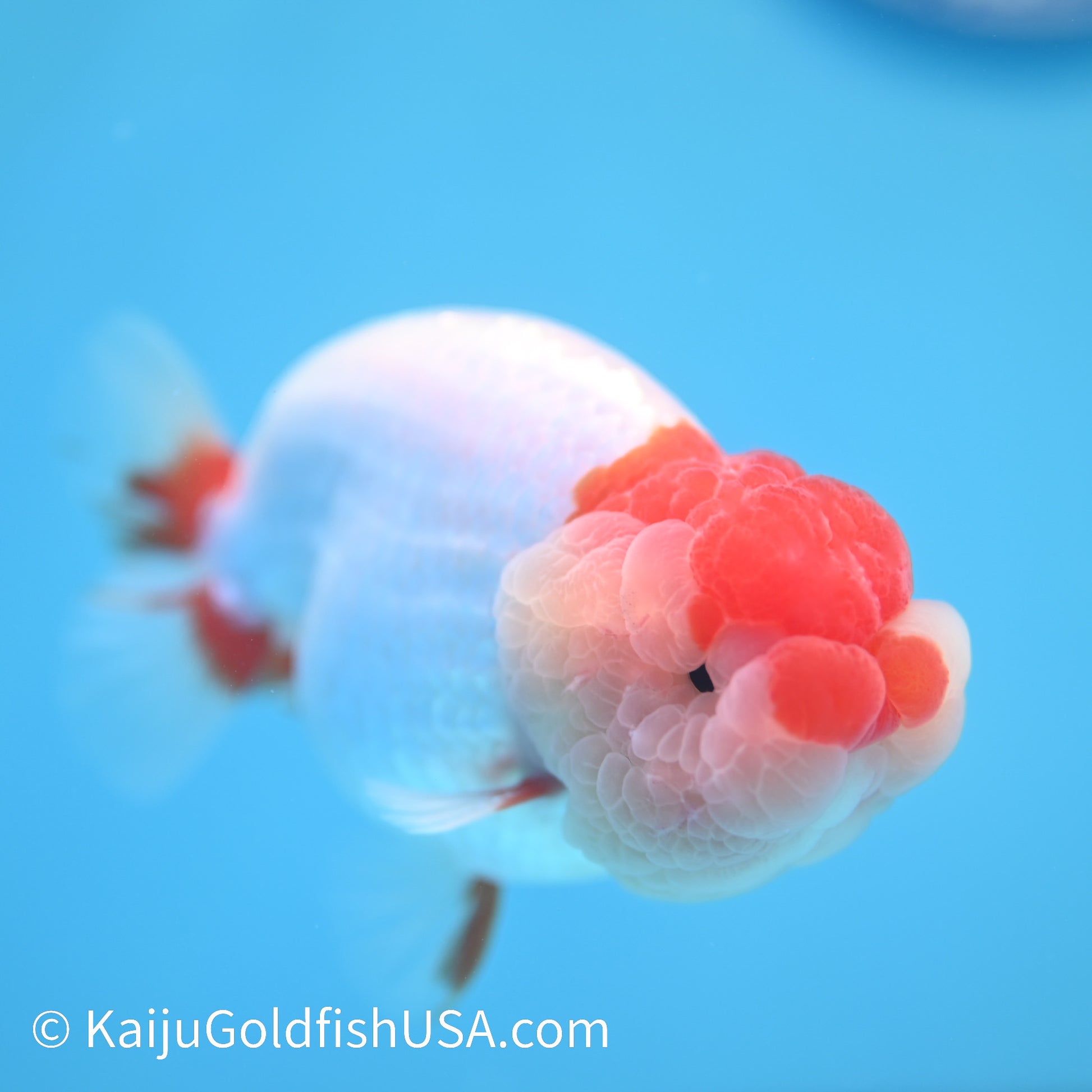 Red White Buffalo Ranchu 3.5-4 inches (240209_RC02) - Kaiju Goldfish USA