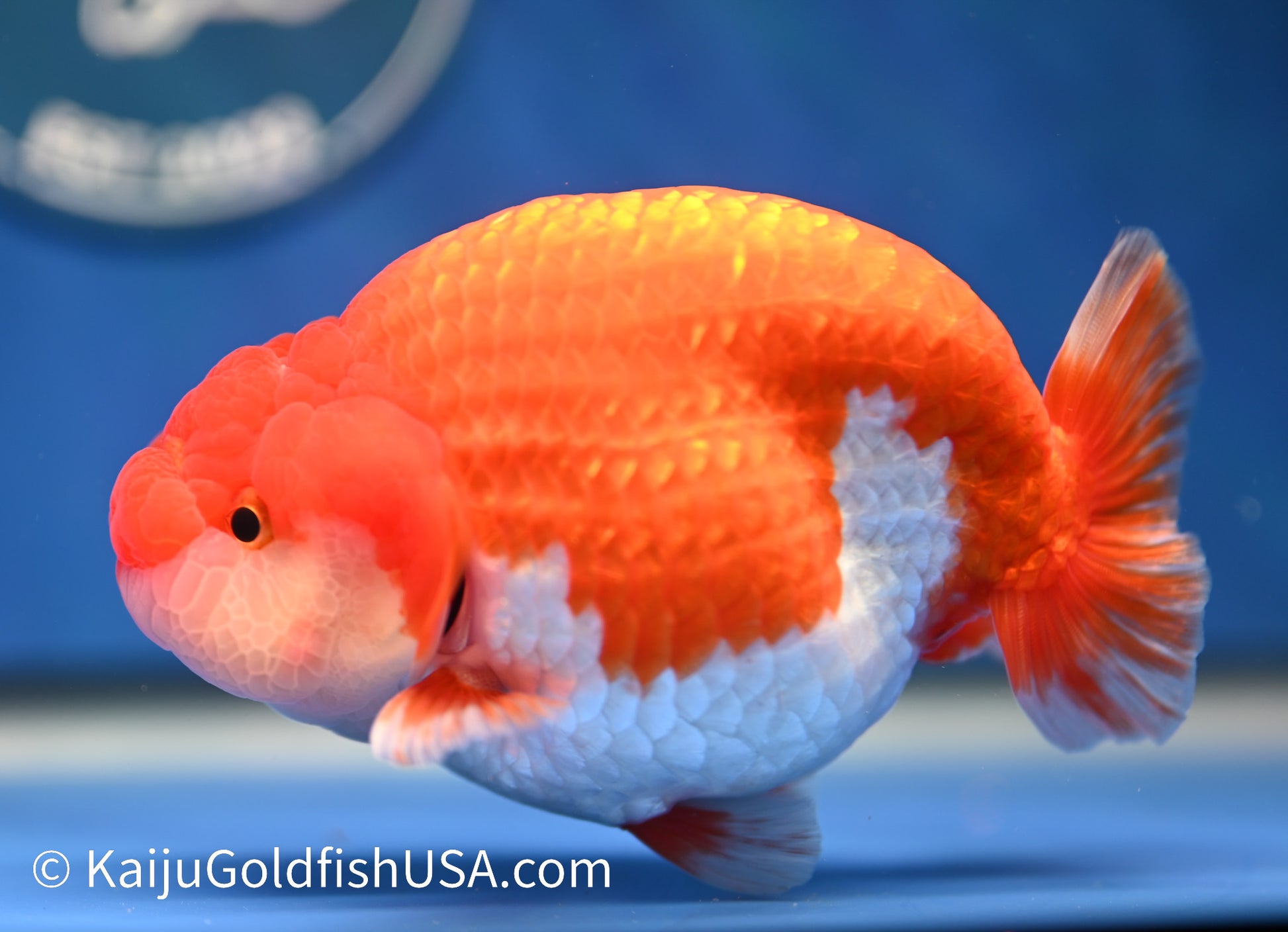 Red White Buffalo Ranchu 4.5 - 5 inches (1208_RC03) - Kaiju Goldfish USA