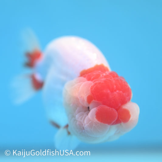 Red White Buffalo Ranchu 3.5-4 inches (240209_RC02) - Kaiju Goldfish USA