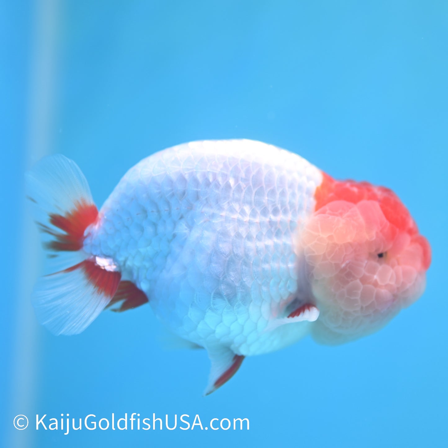 Red White Buffalo Ranchu 3.5-4 inches (240209_RC02) - Kaiju Goldfish USA