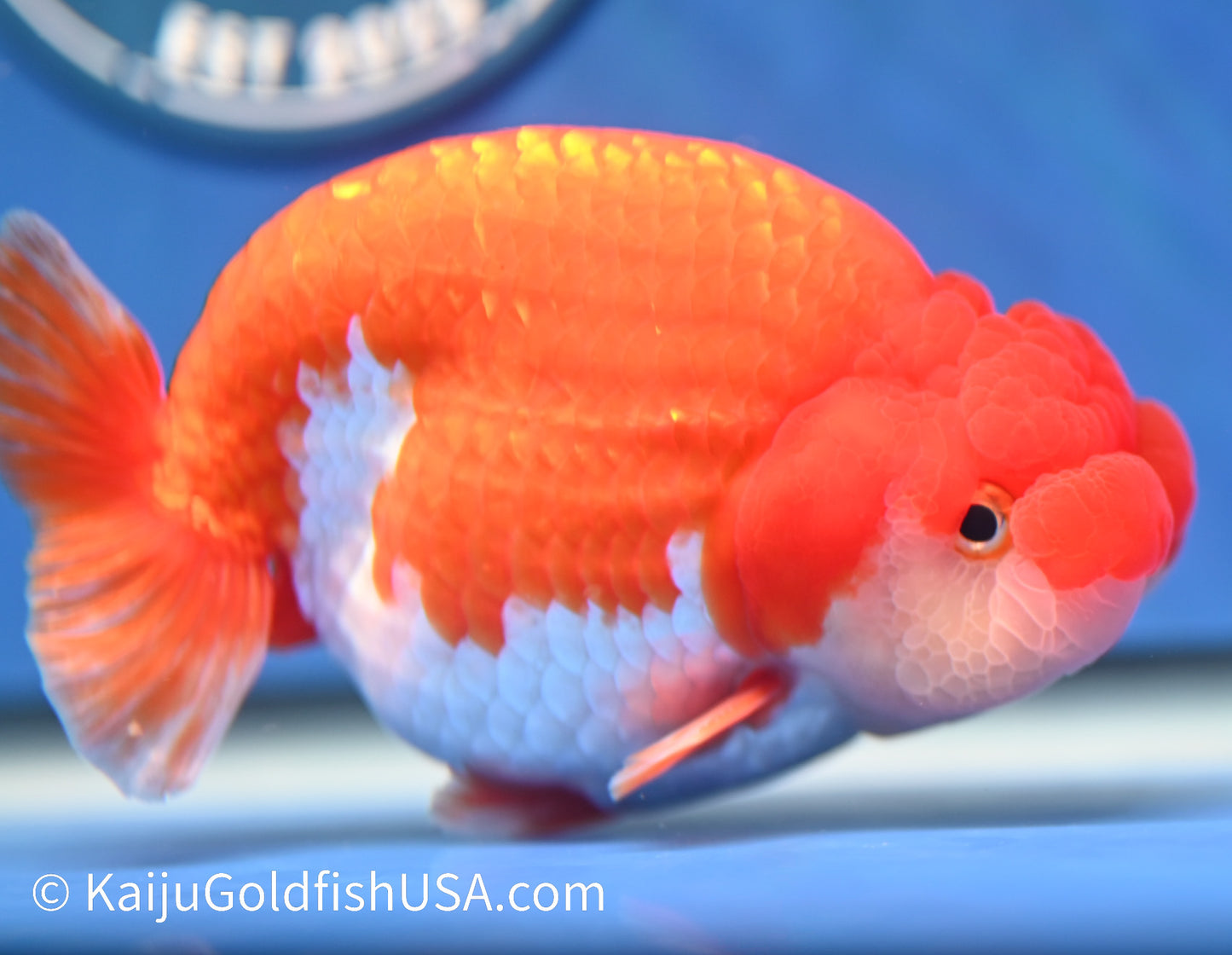 Red White Buffalo Ranchu 4.5 - 5 inches (1208_RC03) - Kaiju Goldfish USA