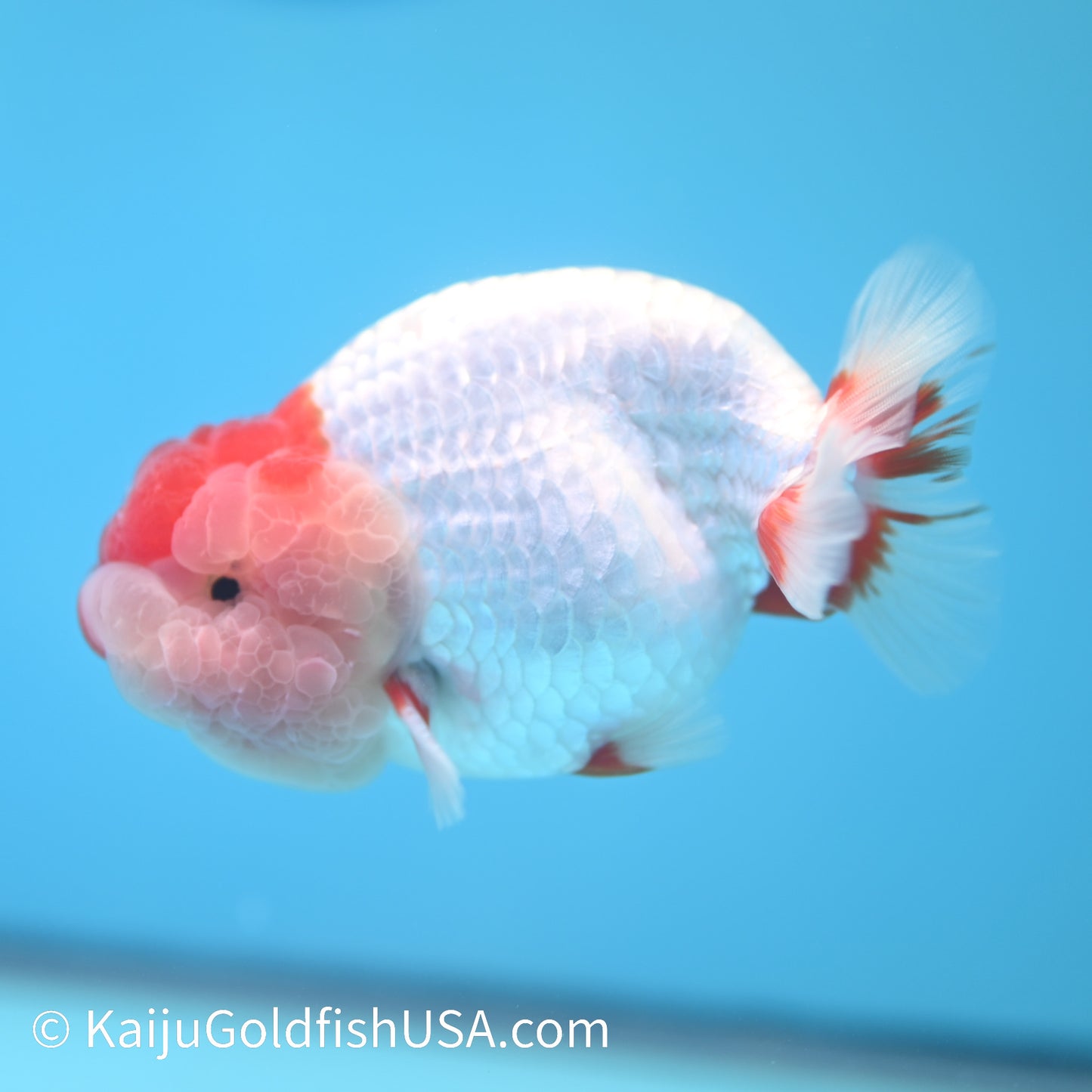 Red White Buffalo Ranchu 3.5-4 inches (240209_RC02) - Kaiju Goldfish USA