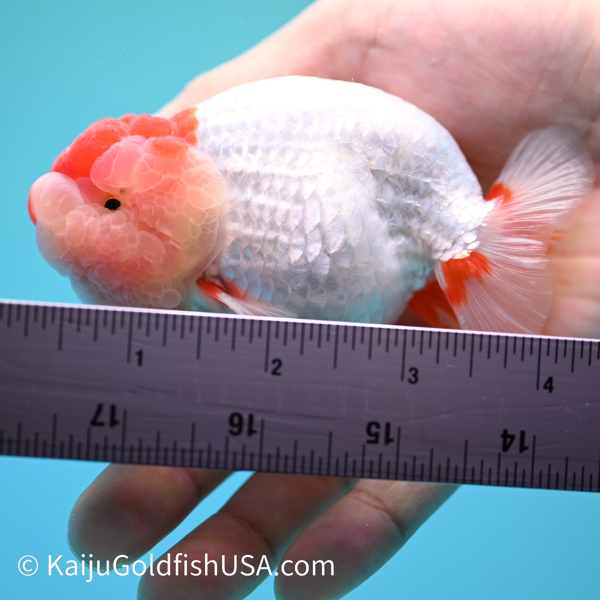 Red White Buffalo Ranchu 3.5-4 inches (240209_RC02) - Kaiju Goldfish USA