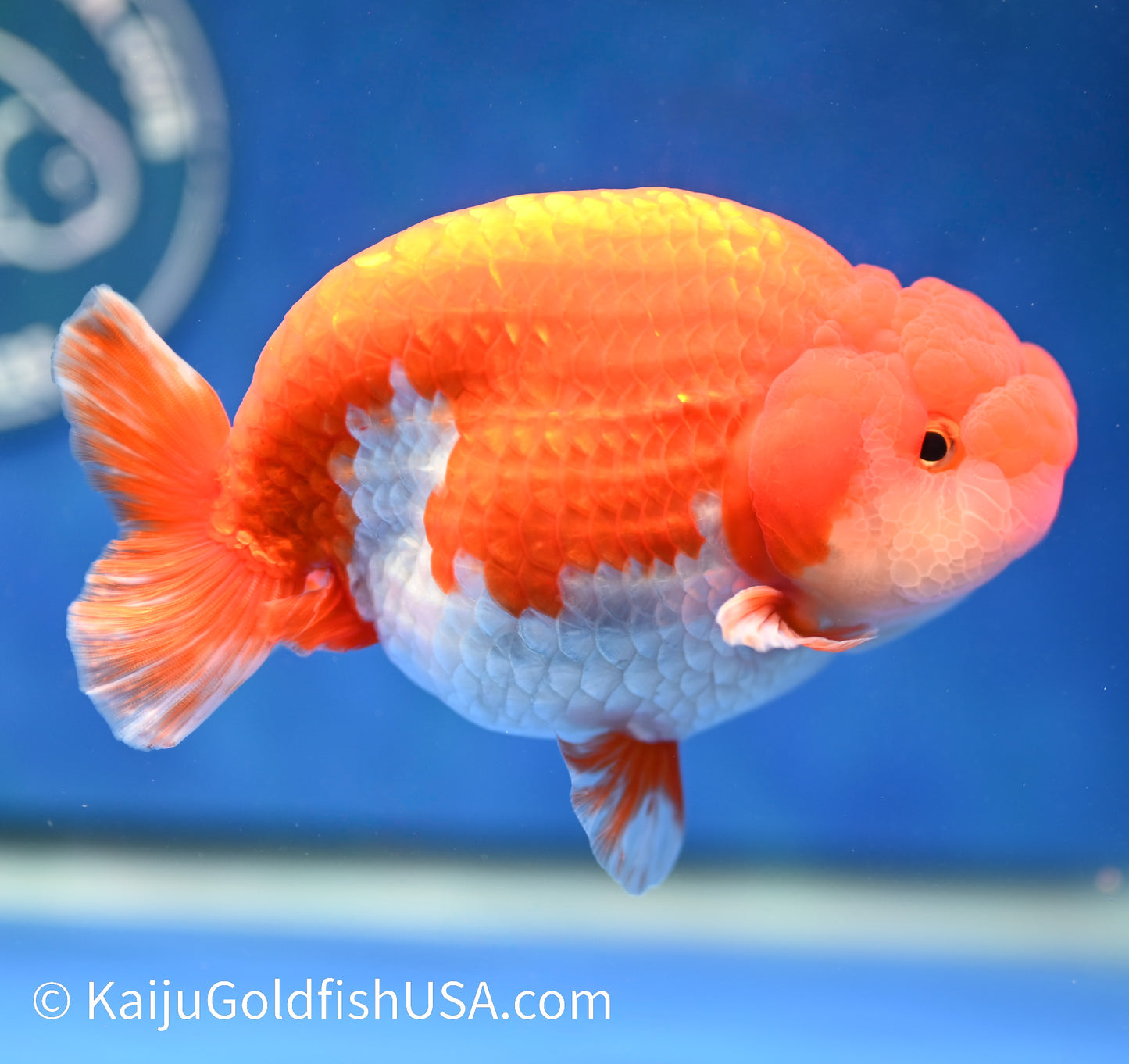 Red White Buffalo Ranchu 4.5 - 5 inches (1208_RC03) - Kaiju Goldfish USA