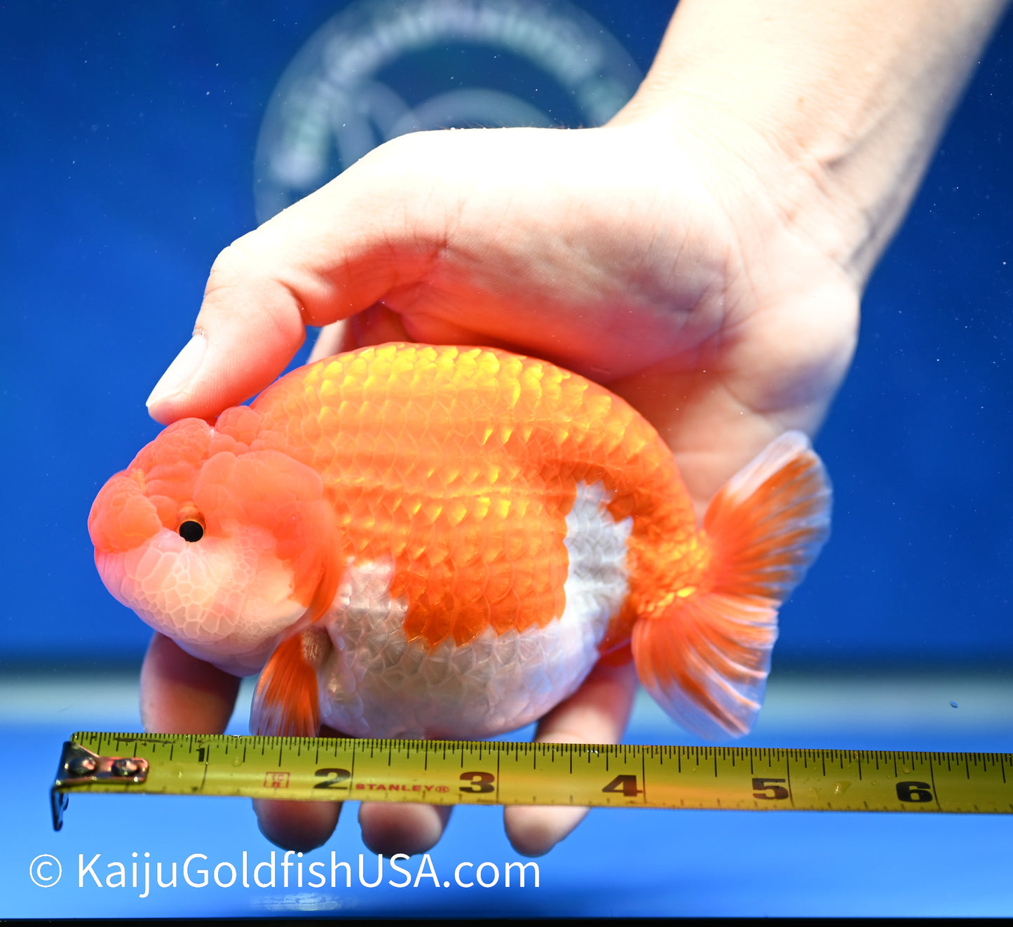 Red White Buffalo Ranchu 4.5 - 5 inches (1208_RC03) - Kaiju Goldfish USA