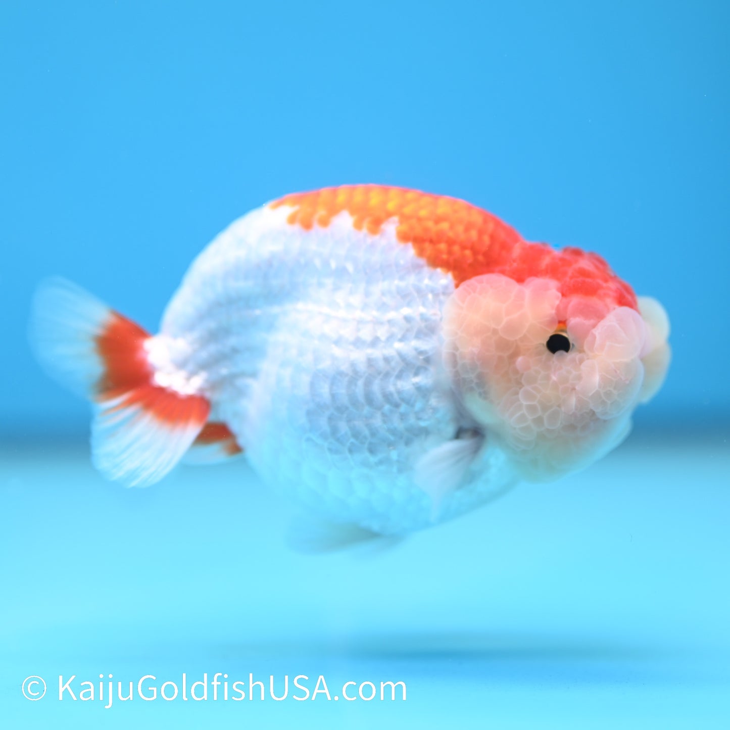 Red White Buffalo Ranchu 3.5-4 inches (240209_RC03) - Kaiju Goldfish USA