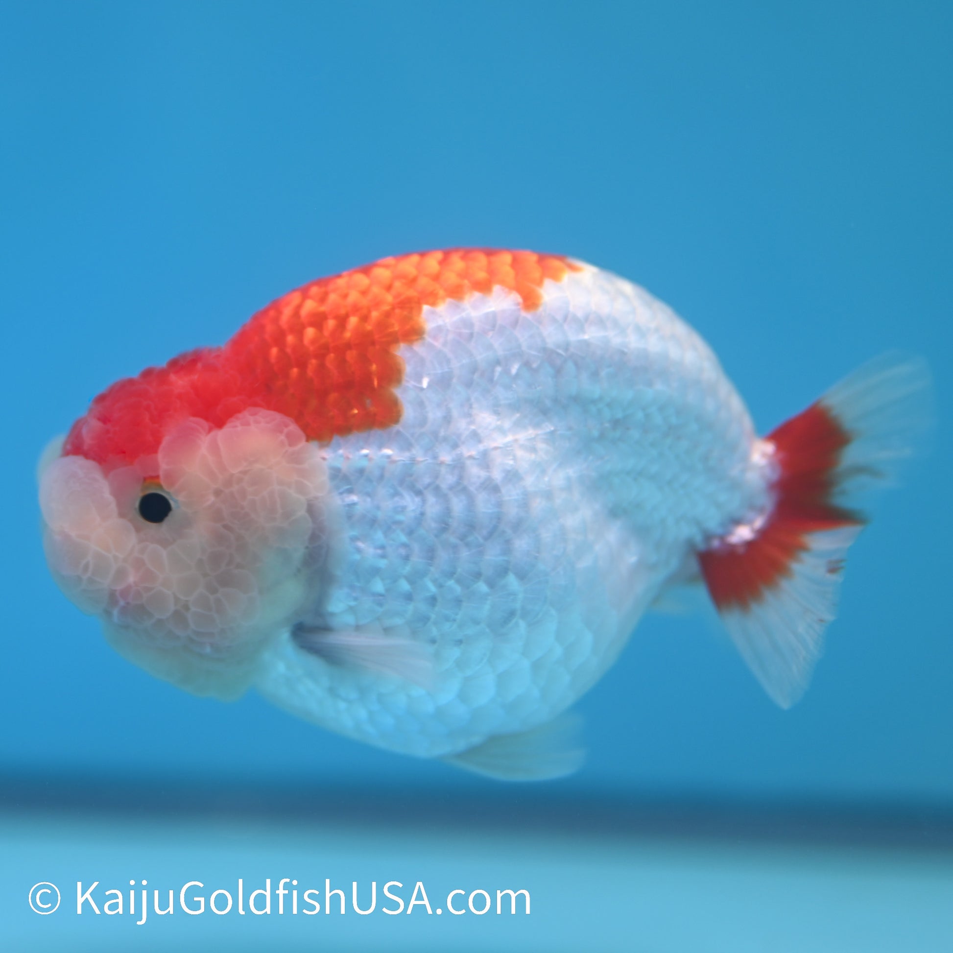 Red White Buffalo Ranchu 3.5-4 inches (240209_RC03) - Kaiju Goldfish USA