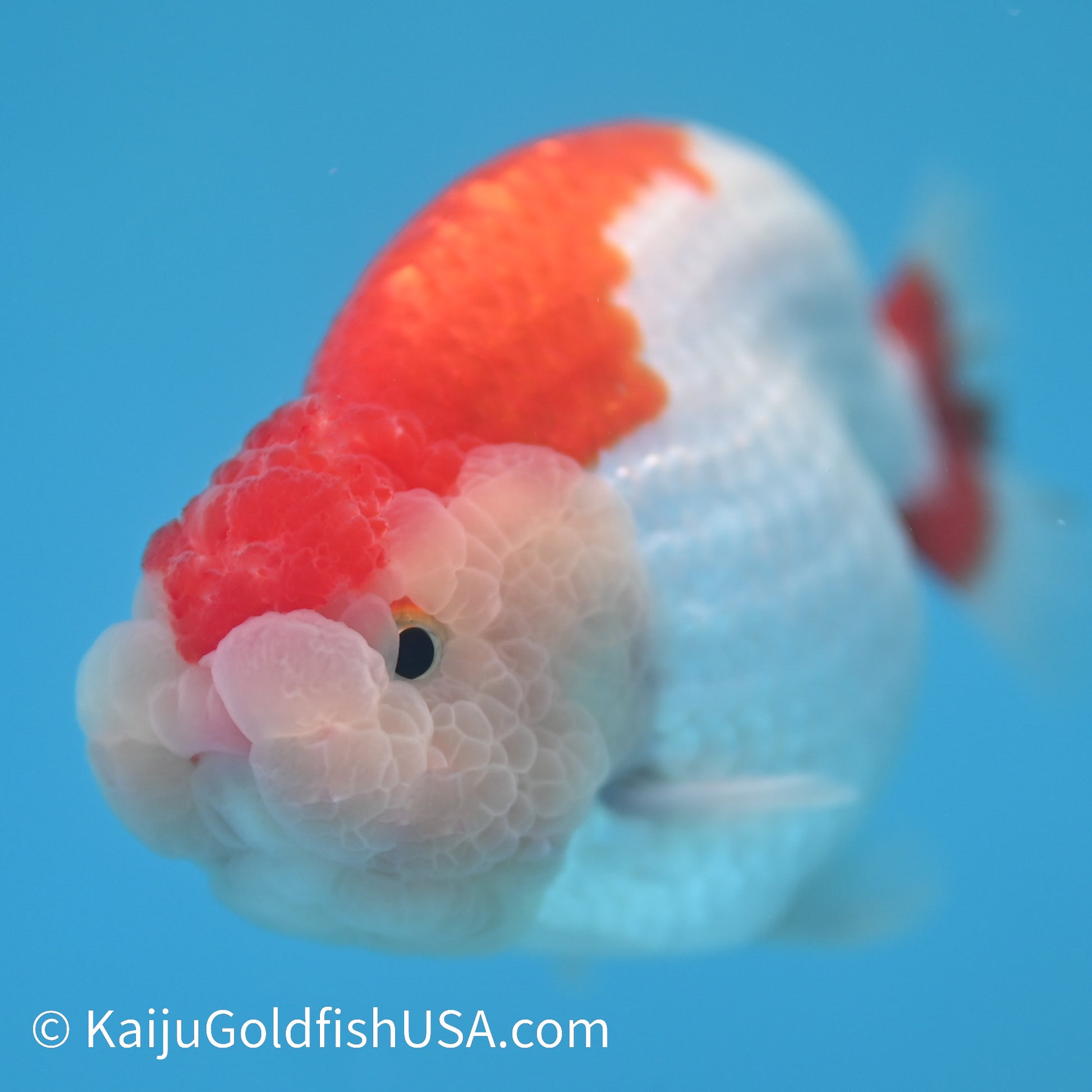 Red White Buffalo Ranchu 3.5-4 inches (240209_RC03) - Kaiju Goldfish USA