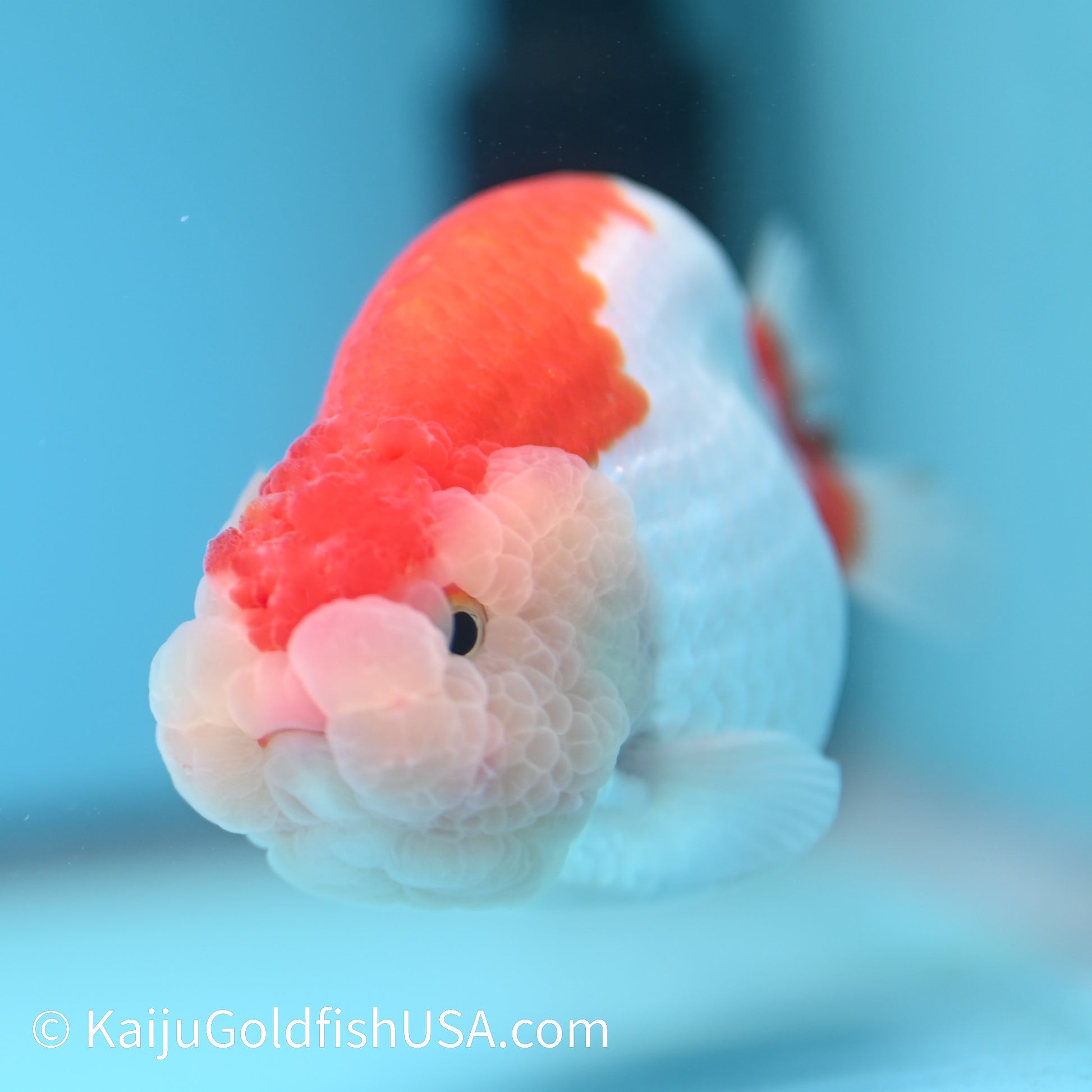 Red White Buffalo Ranchu 3.5-4 inches (240209_RC03) - Kaiju Goldfish USA