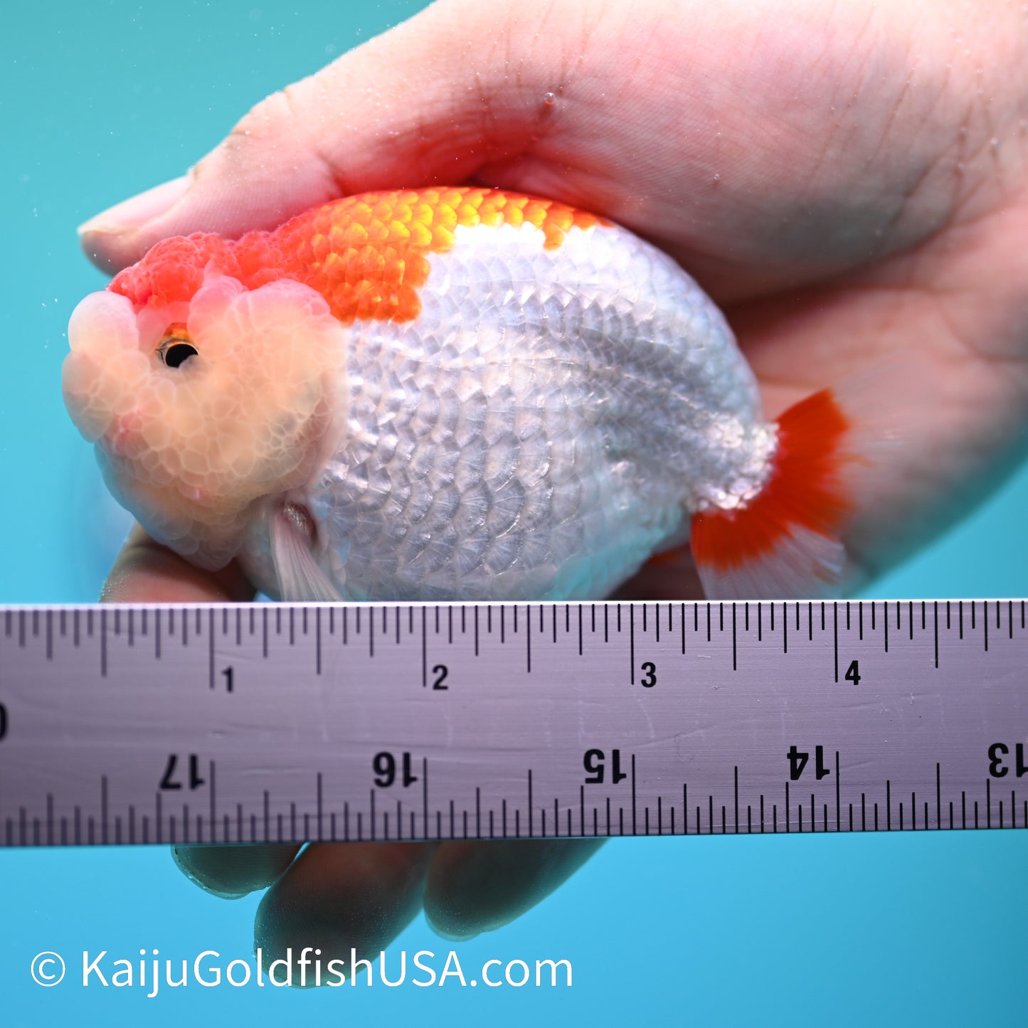 Red White Buffalo Ranchu 3.5-4 inches (240209_RC03) - Kaiju Goldfish USA