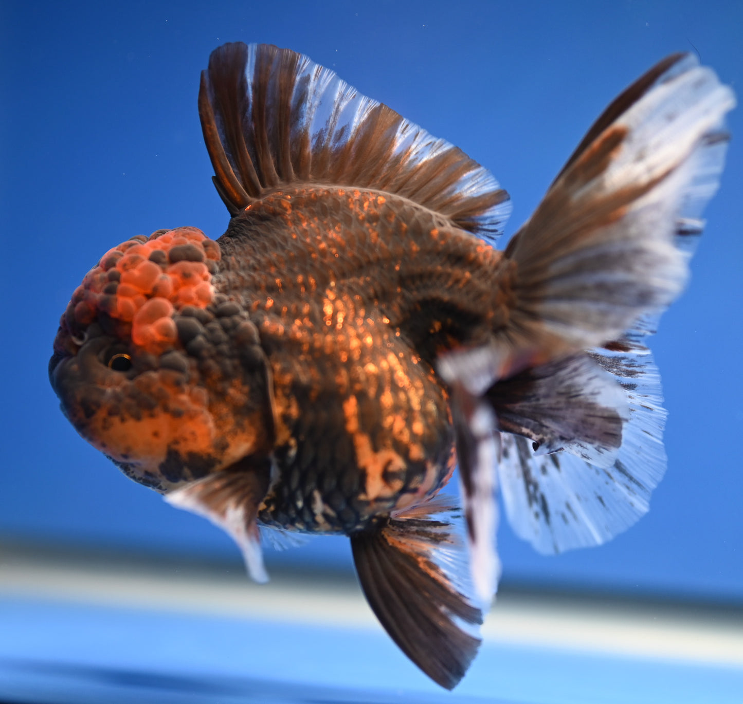 Tiger Rose Tail Oranda 4.5 - 5 inches (1201_OR05) - Kaiju Goldfish USA