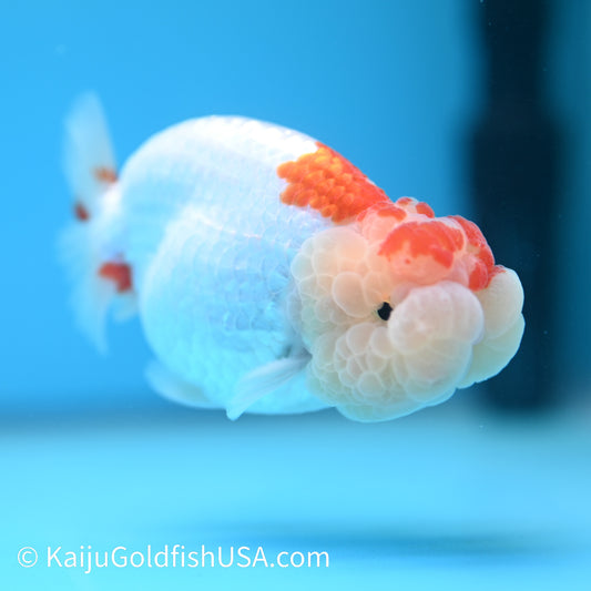 Chubby Cheeks Red White Buffalo Ranchu 3.5-4 inches (240209_RC04) - Kaiju Goldfish USA