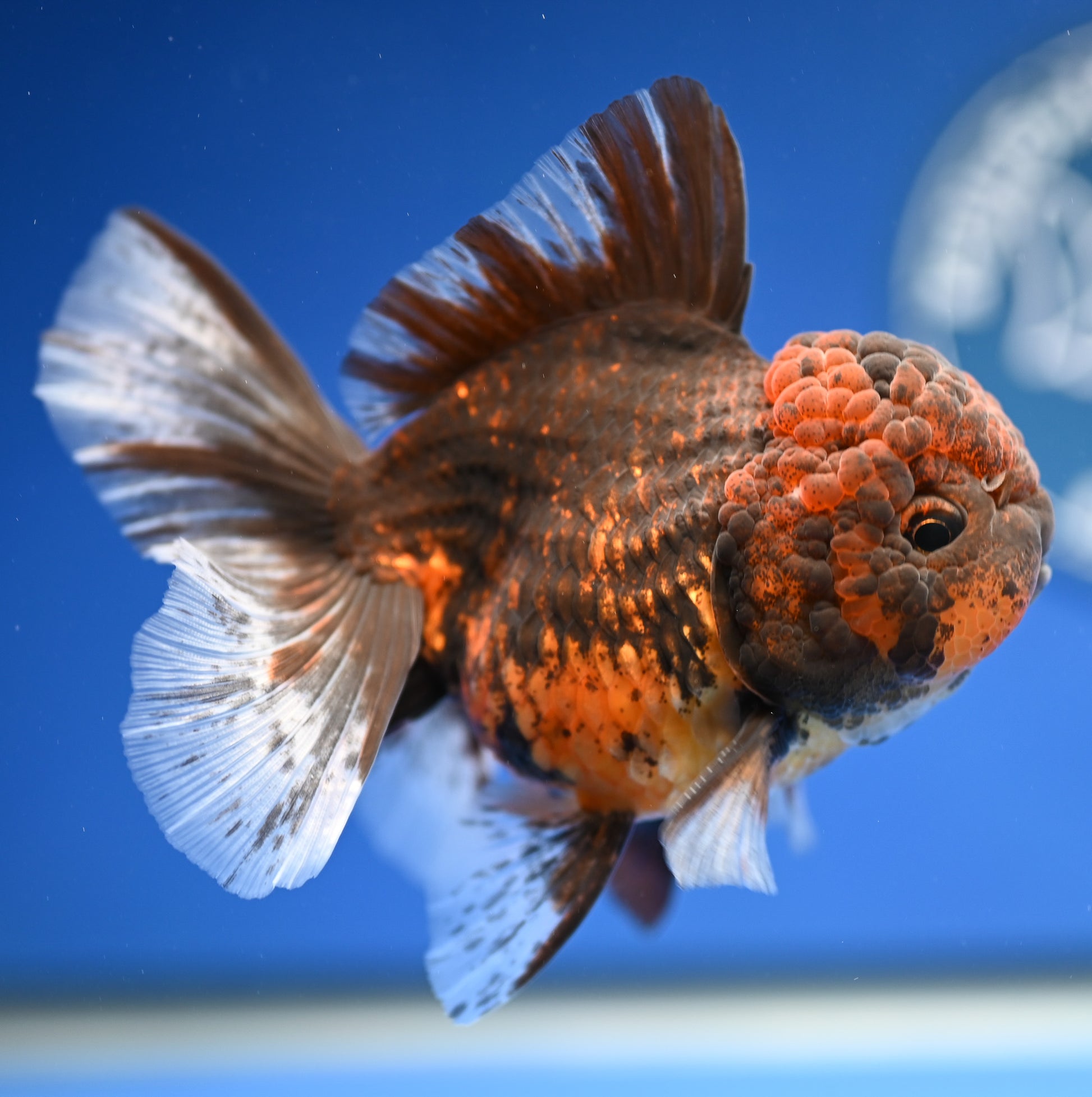 Tiger Rose Tail Oranda 4.5 - 5 inches (1201_OR05) - Kaiju Goldfish USA