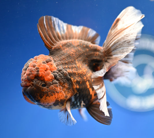 Tiger Rose Tail Oranda 4.5 - 5 inches (1201_OR05) - Kaiju Goldfish USA