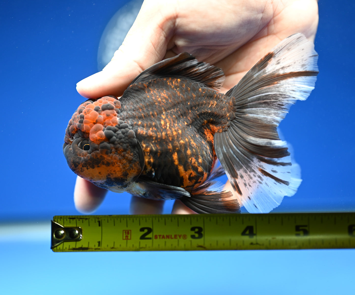 Tiger Rose Tail Oranda 4.5 - 5 inches (1201_OR05) - Kaiju Goldfish USA