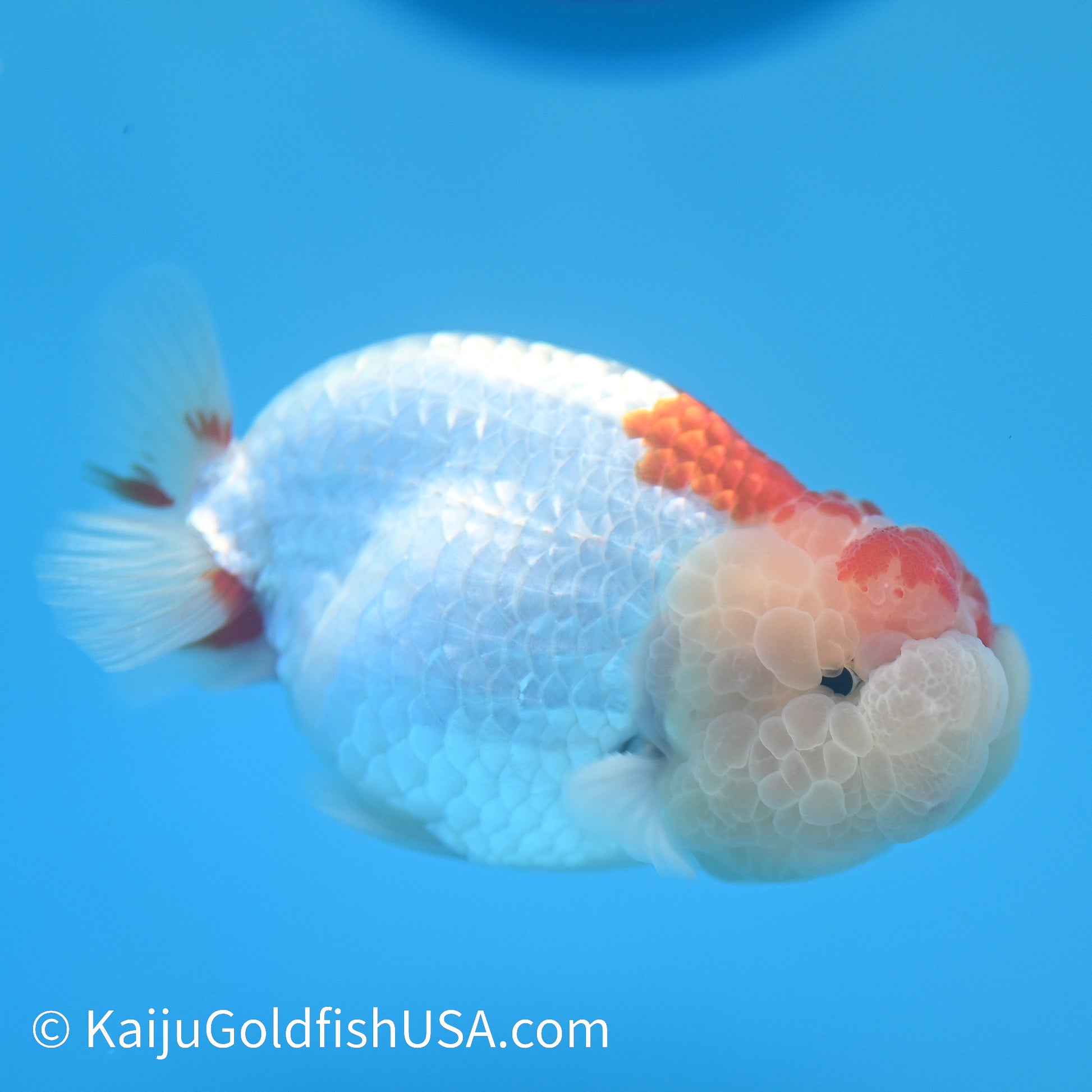 Chubby Cheeks Red White Buffalo Ranchu 3.5-4 inches (240209_RC04) - Kaiju Goldfish USA