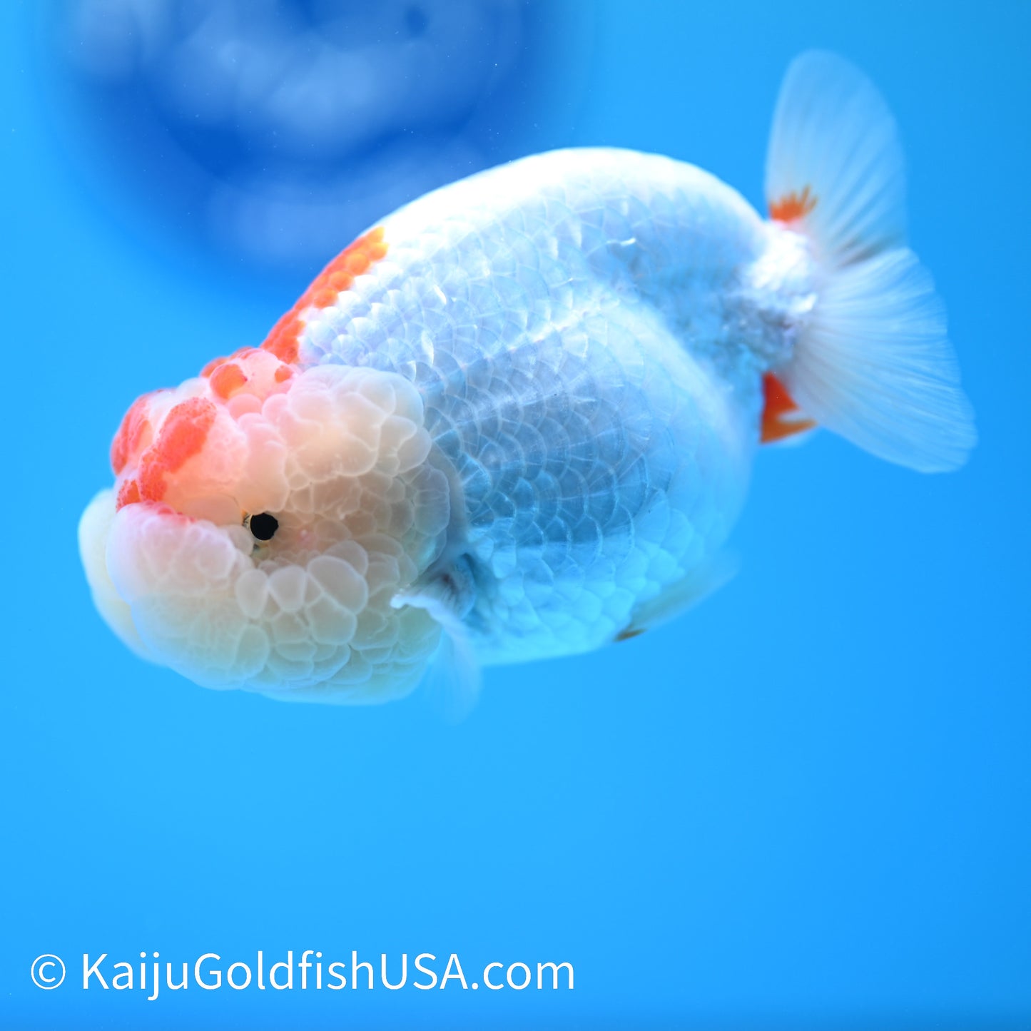 Chubby Cheeks Red White Buffalo Ranchu 3.5-4 inches (240209_RC04) - Kaiju Goldfish USA