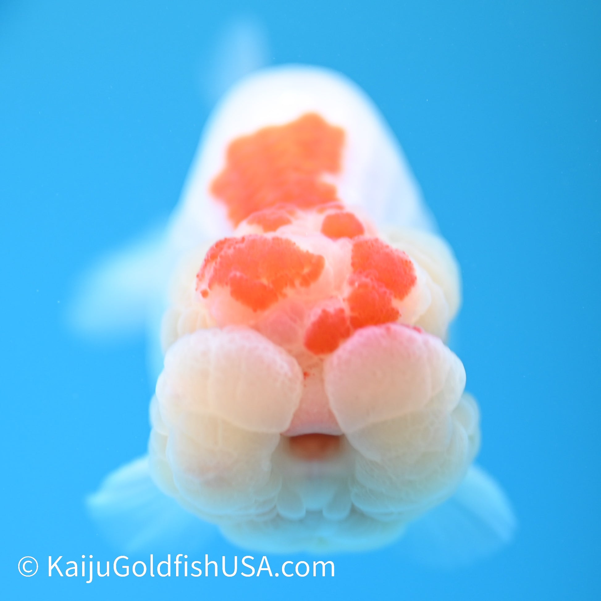 Chubby Cheeks Red White Buffalo Ranchu 3.5-4 inches (240209_RC04) - Kaiju Goldfish USA