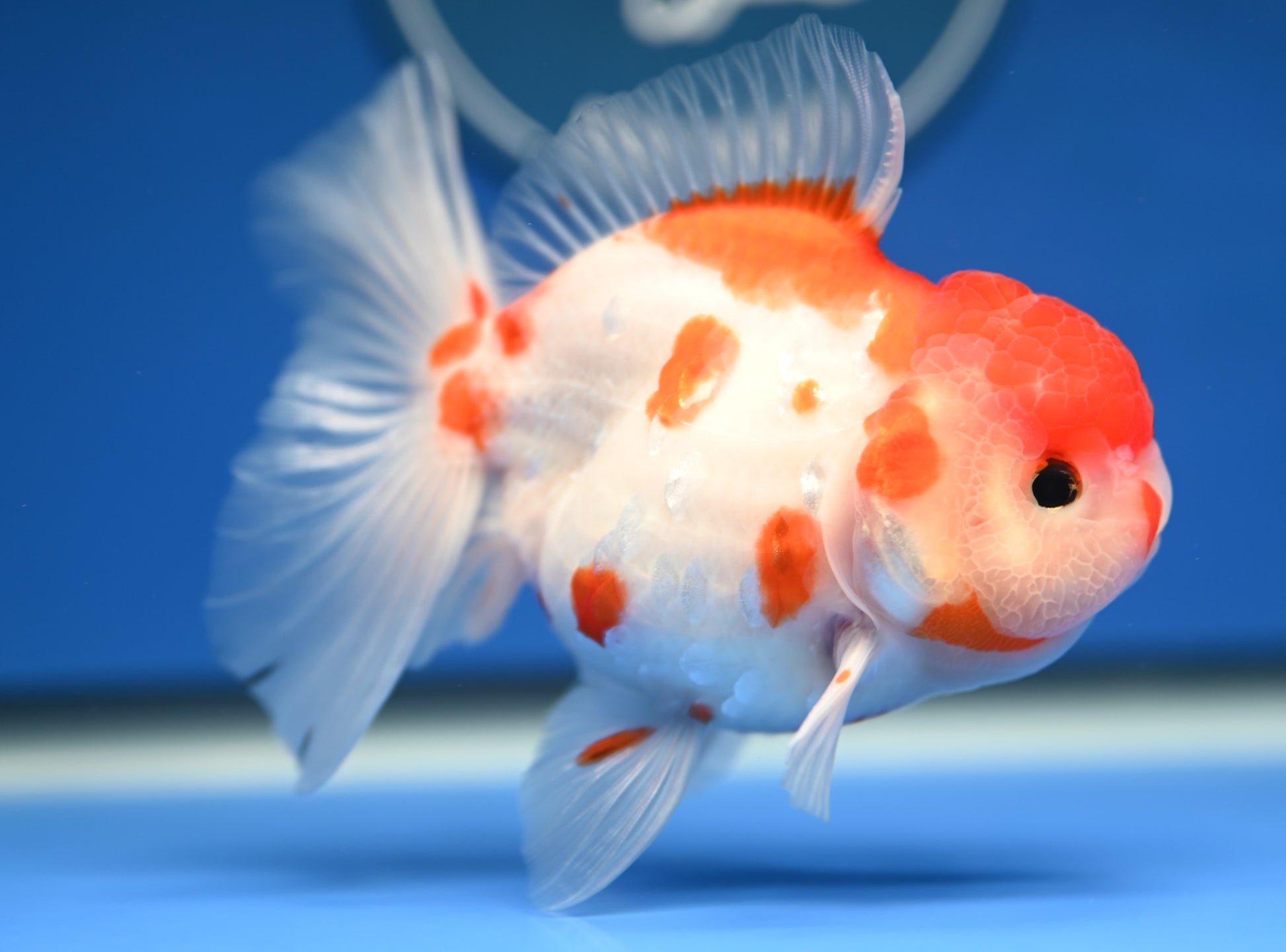 Sakura Rose Tail Oranda 4.5 - 5 inches (1201_OR06) - Kaiju Goldfish USA