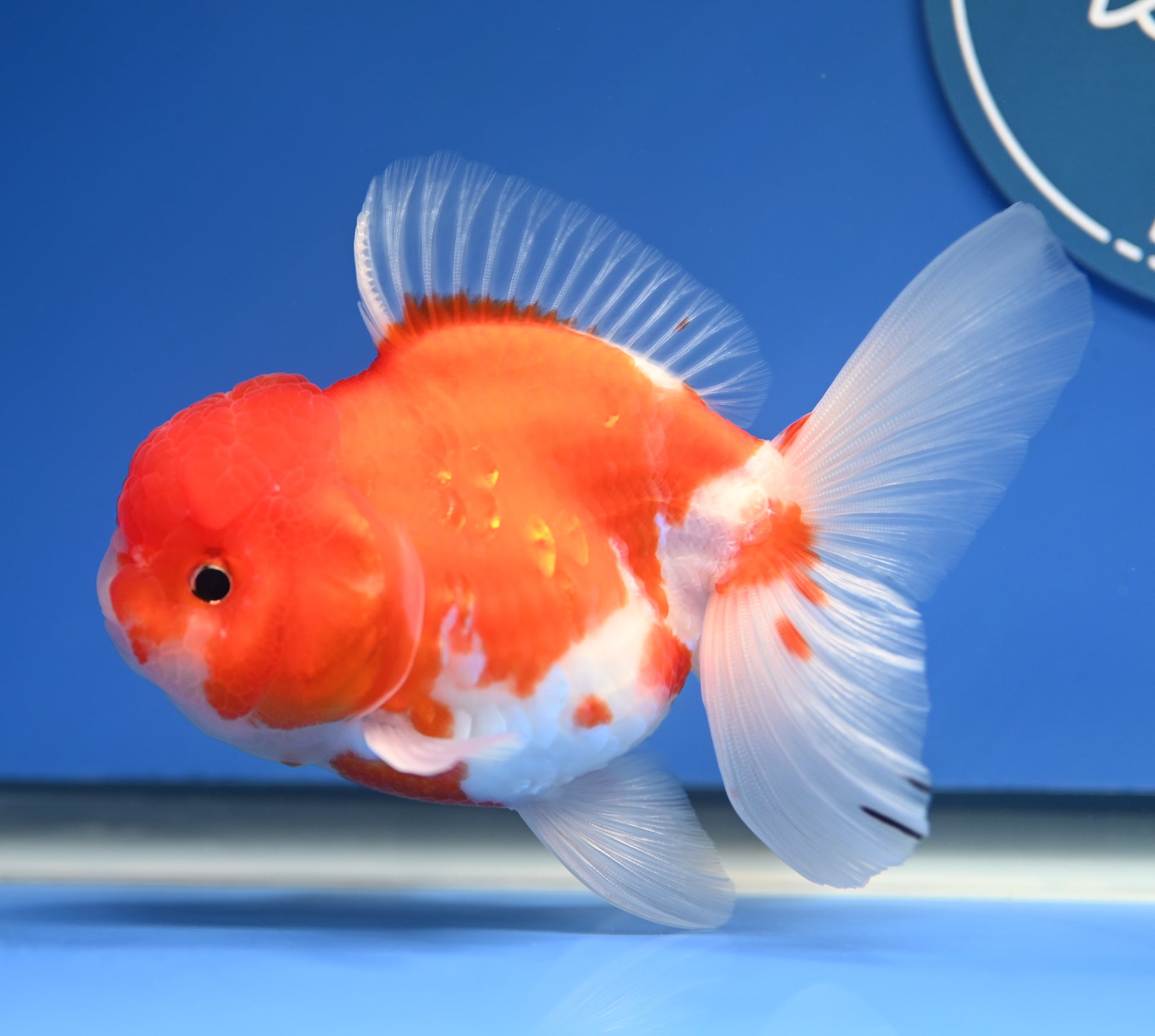 Sakura Rose Tail Oranda 4.5 - 5 inches (1201_OR06) - Kaiju Goldfish USA