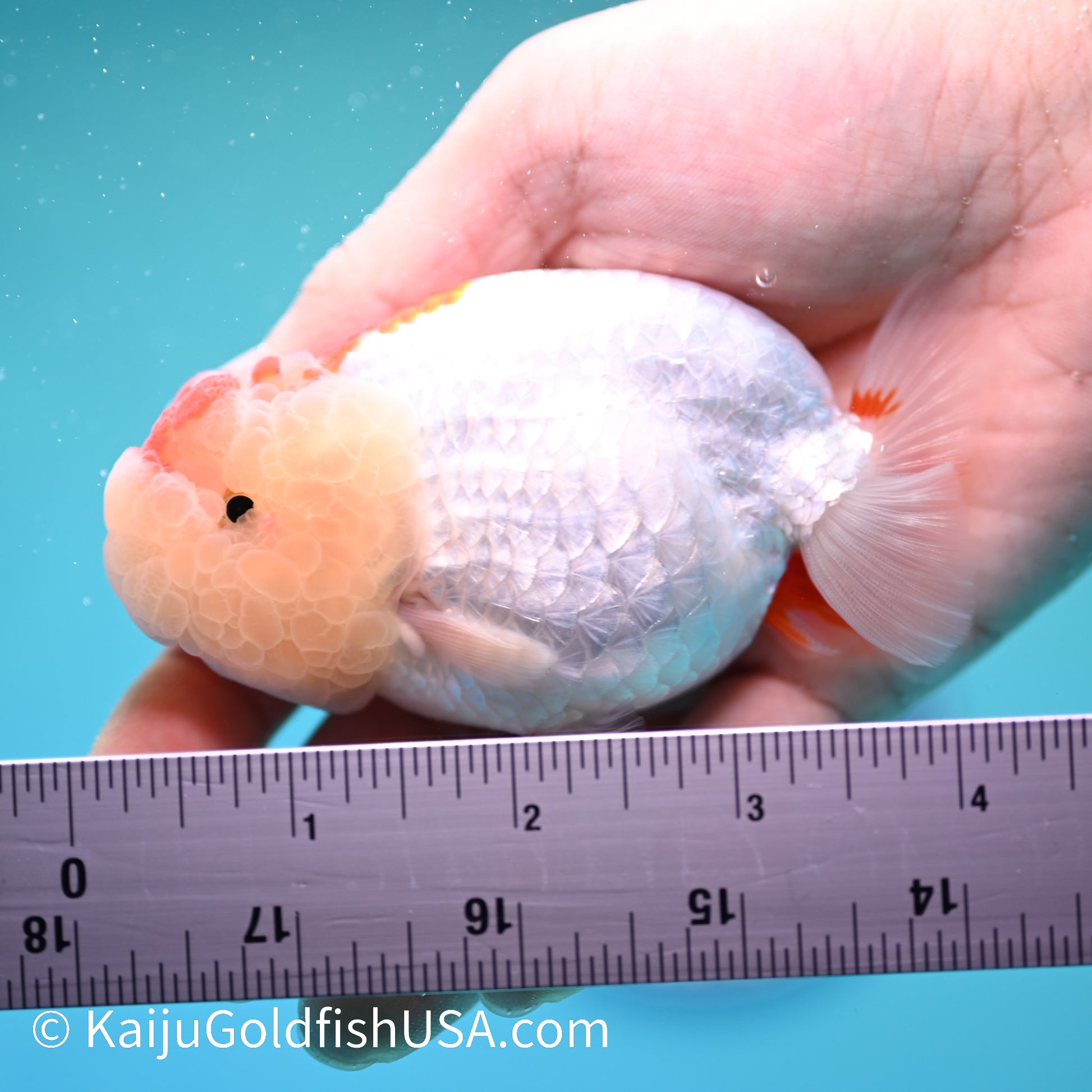 Chubby Cheeks Red White Buffalo Ranchu 3.5-4 inches (240209_RC04) - Kaiju Goldfish USA