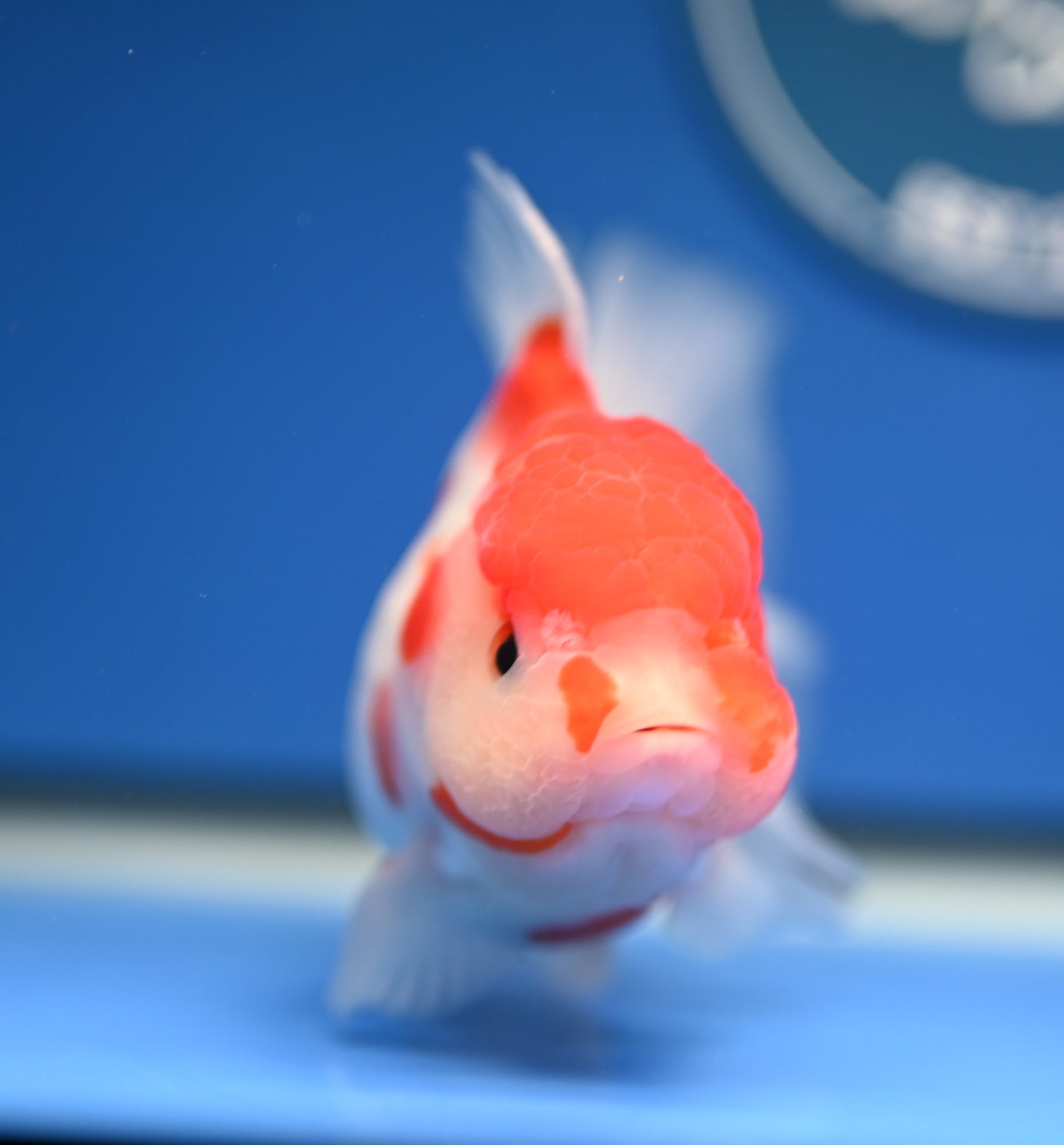 Sakura Rose Tail Oranda 4.5 - 5 inches (1201_OR06) - Kaiju Goldfish USA