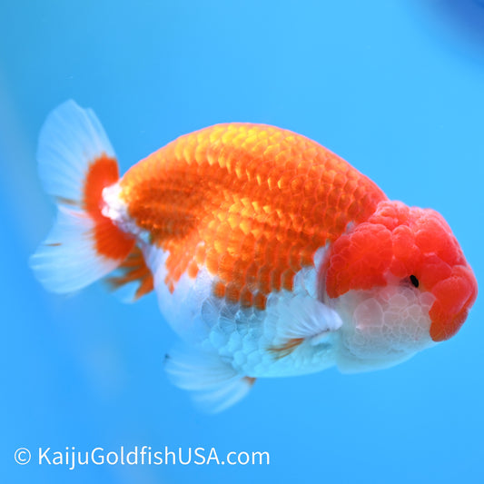 Red White Buffalo Ranchu 3.5-4 inches (240209_RC05) - Kaiju Goldfish USA