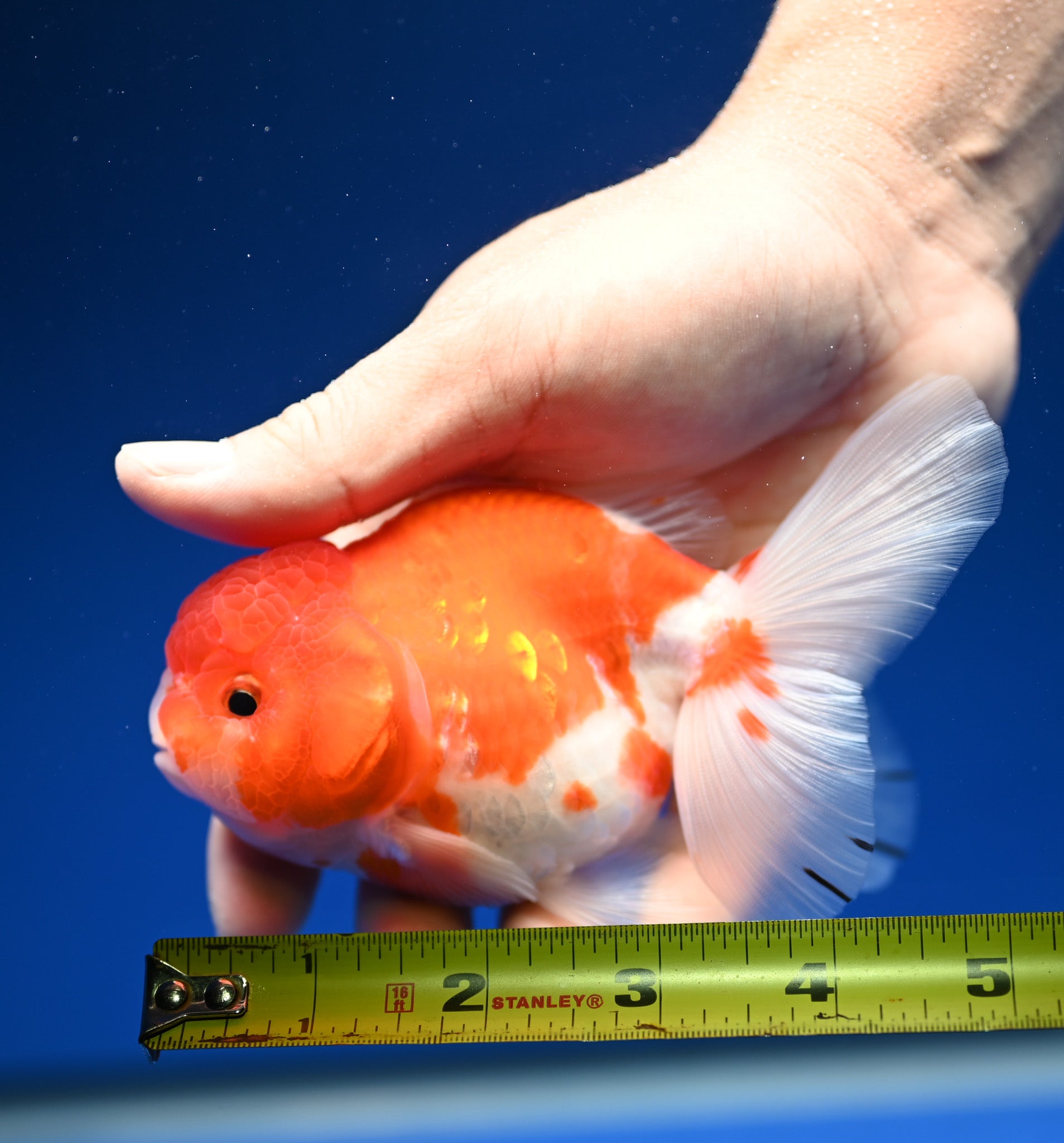 Sakura Rose Tail Oranda 4.5 - 5 inches (1201_OR06) - Kaiju Goldfish USA