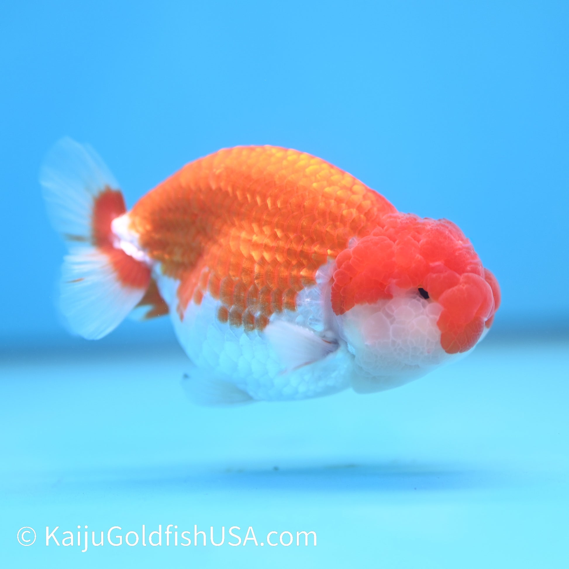 Red White Buffalo Ranchu 3.5-4 inches (240209_RC05) - Kaiju Goldfish USA