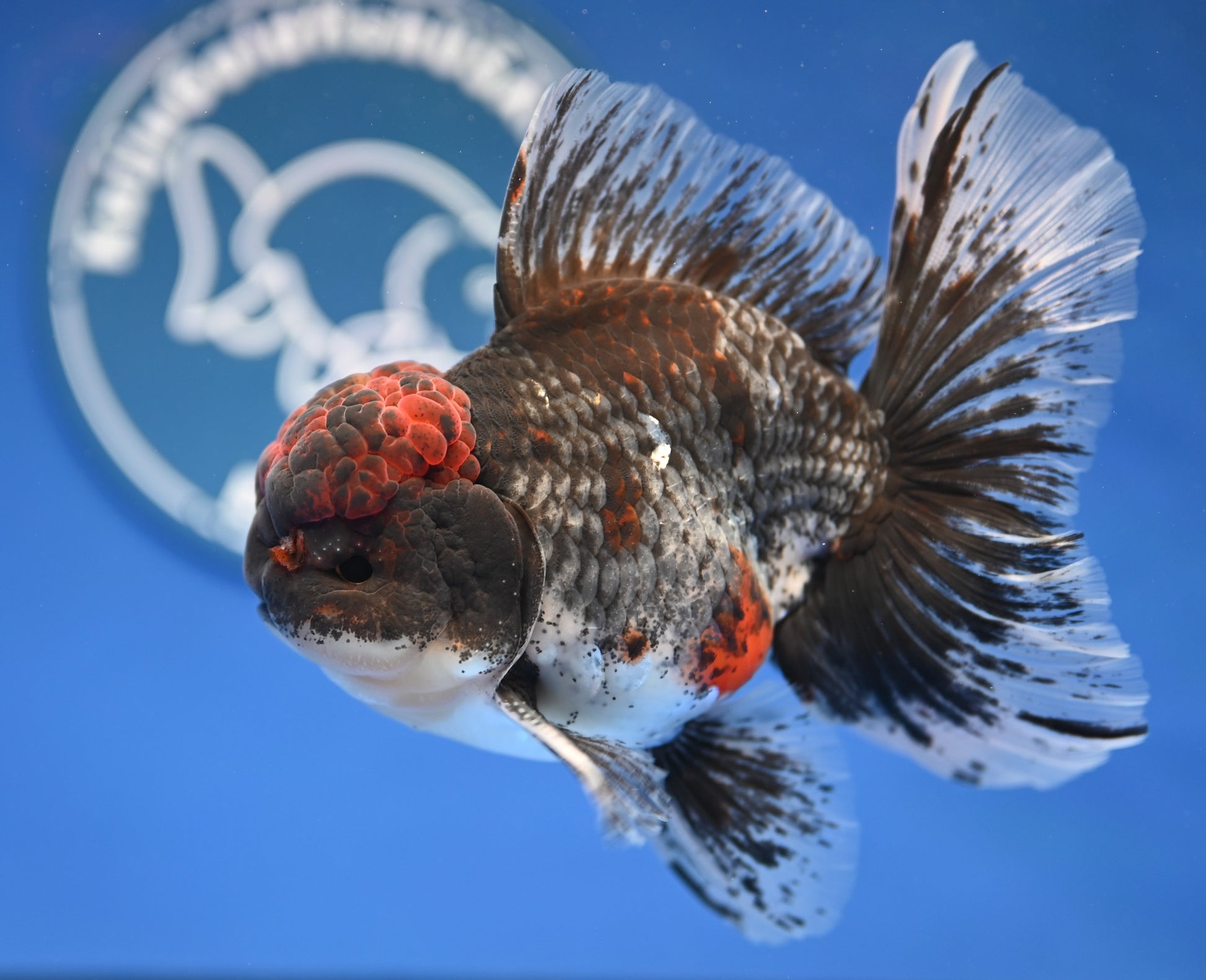 Kirin Rose Tail Oranda 4.5 - 5 inches (1201_OR07) - Kaiju Goldfish USA