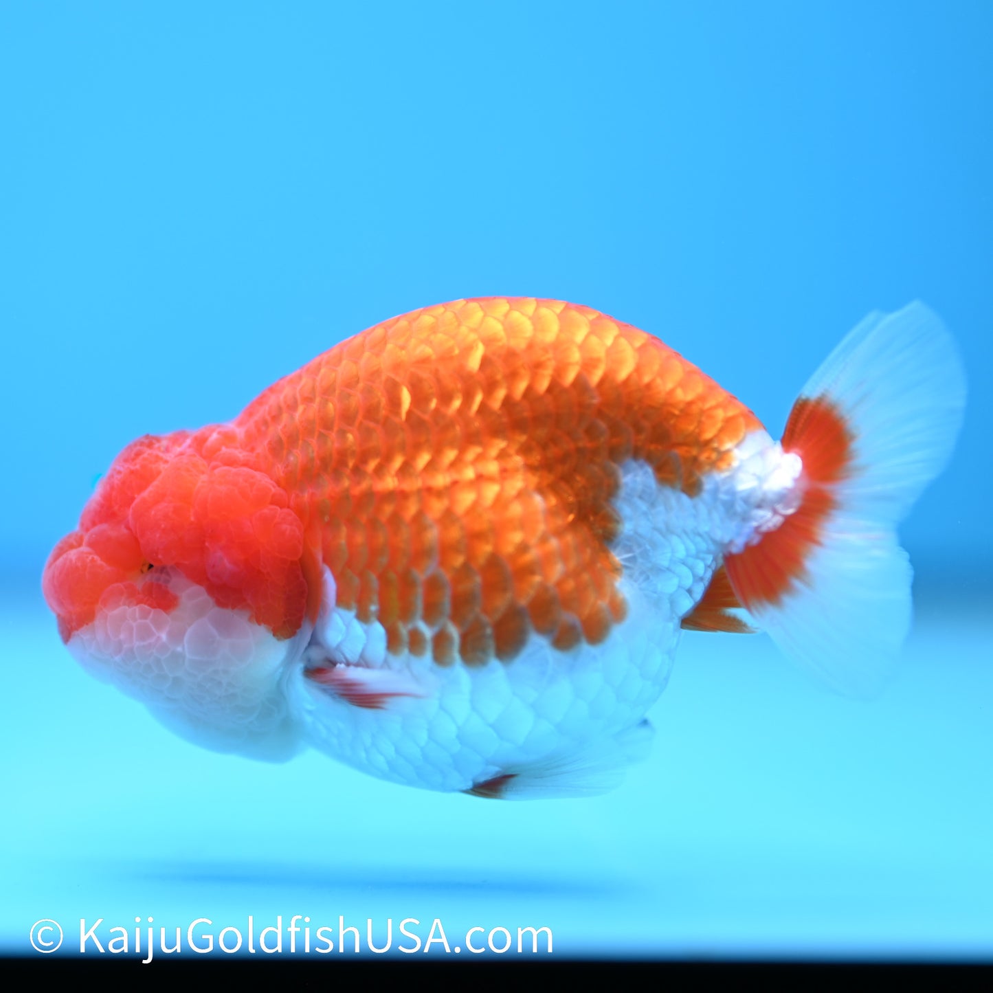 Red White Buffalo Ranchu 3.5-4 inches (240209_RC05) - Kaiju Goldfish USA