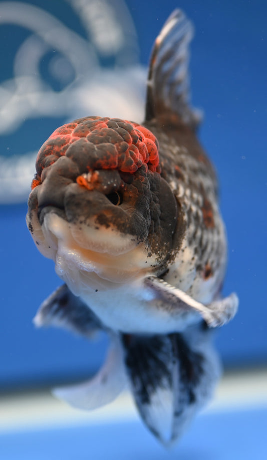 Kirin Rose Tail Oranda 4.5 - 5 inches (1201_OR07) - Kaiju Goldfish USA