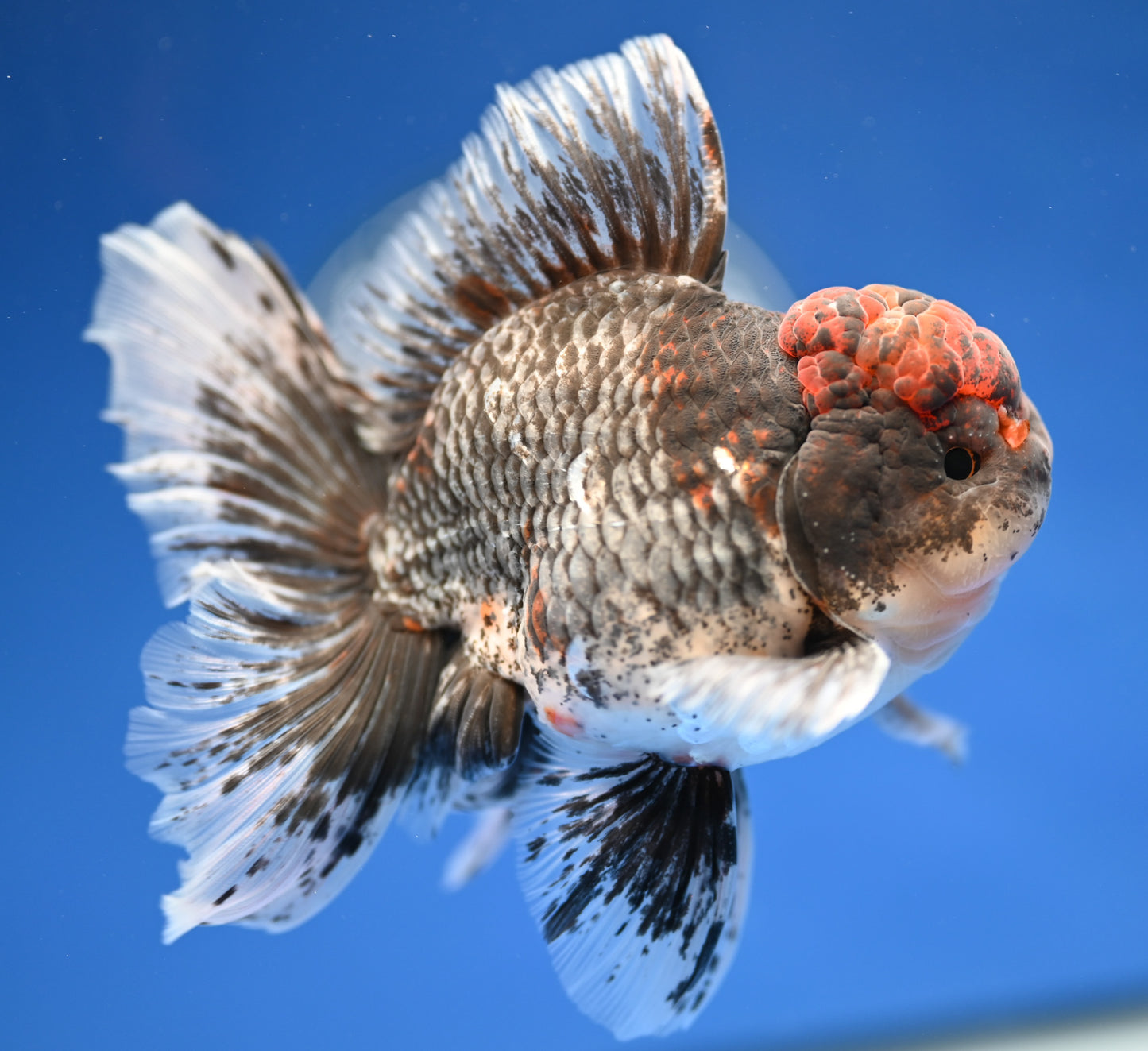 Kirin Rose Tail Oranda 4.5 - 5 inches (1201_OR07) - Kaiju Goldfish USA