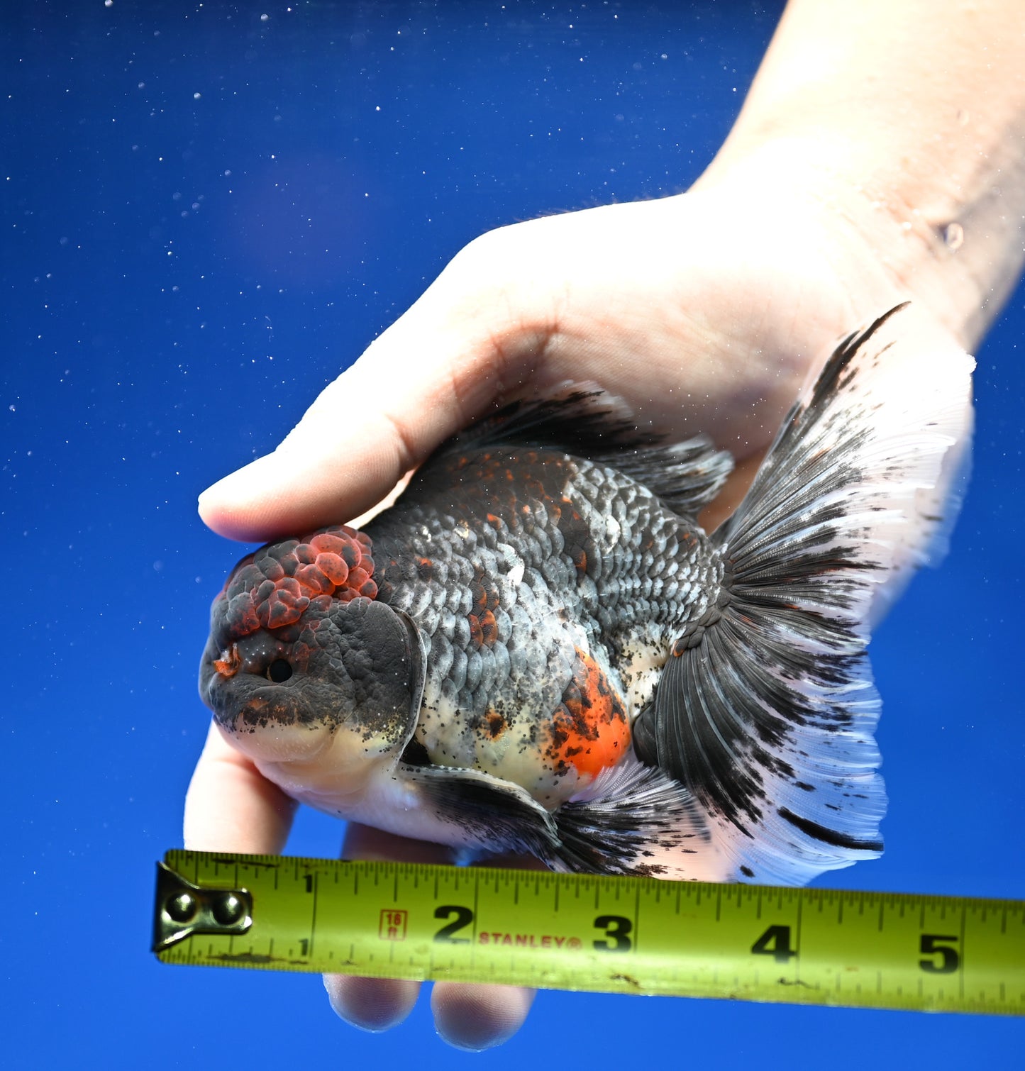 Kirin Rose Tail Oranda 4.5 - 5 inches (1201_OR07) - Kaiju Goldfish USA