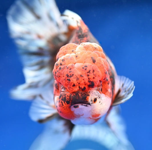 Tiger Rose Tail Oranda 4.5 - 5 inches (1201_OR08) - Kaiju Goldfish USA