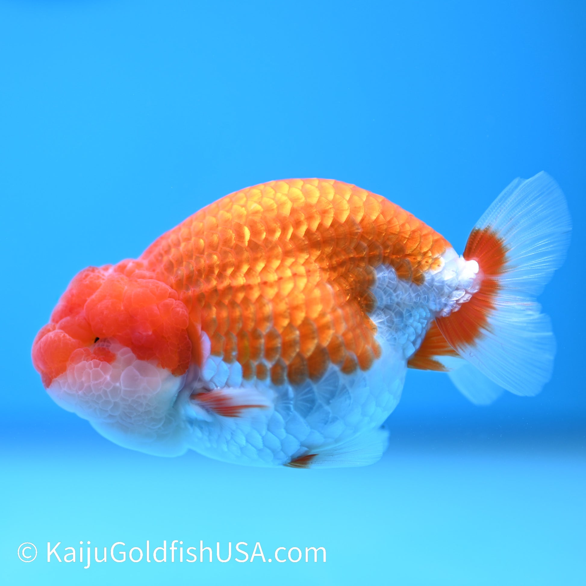 Red White Buffalo Ranchu 3.5-4 inches (240209_RC05) - Kaiju Goldfish USA