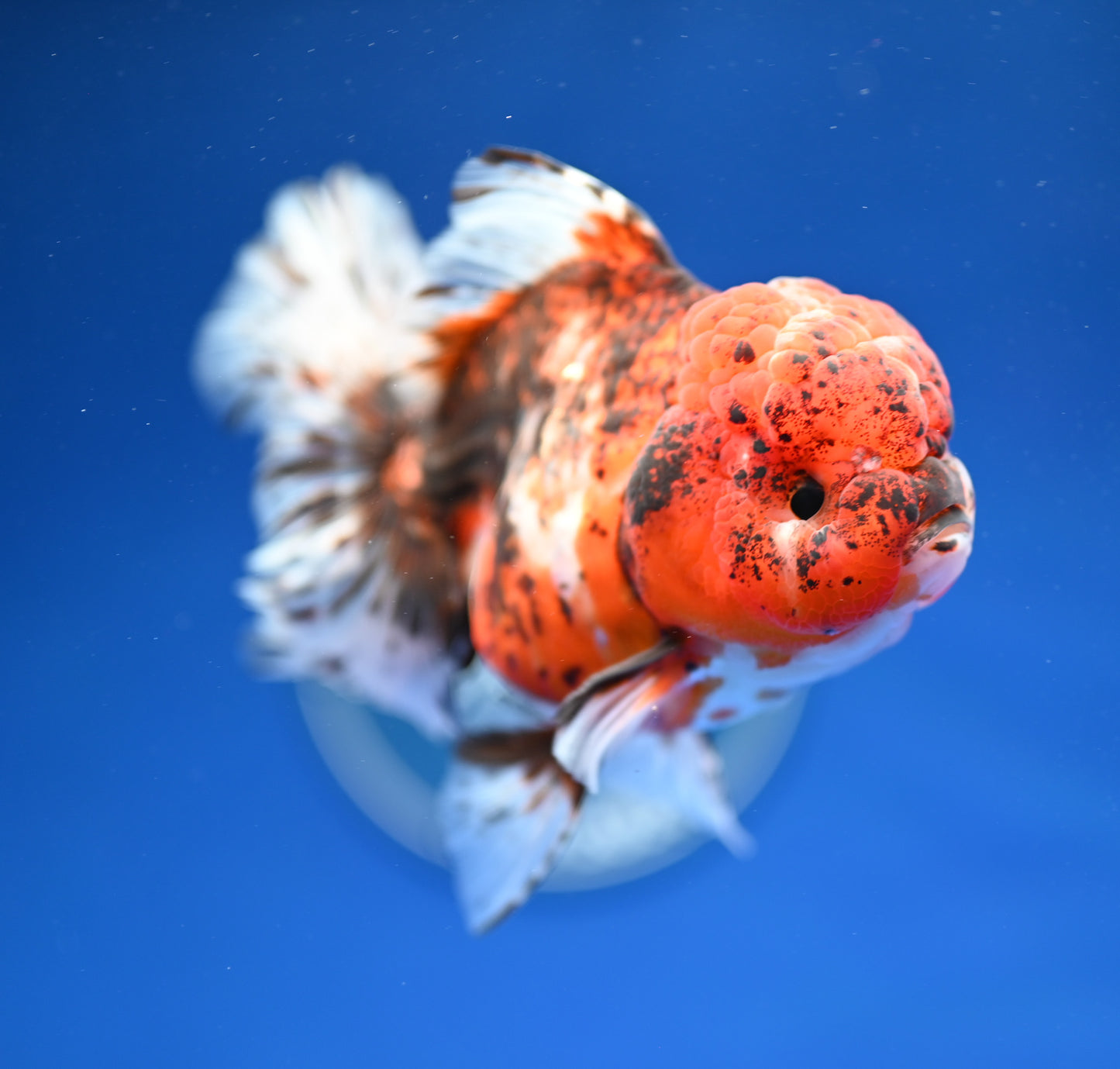 Tiger Rose Tail Oranda 4.5 - 5 inches (1201_OR08) - Kaiju Goldfish USA