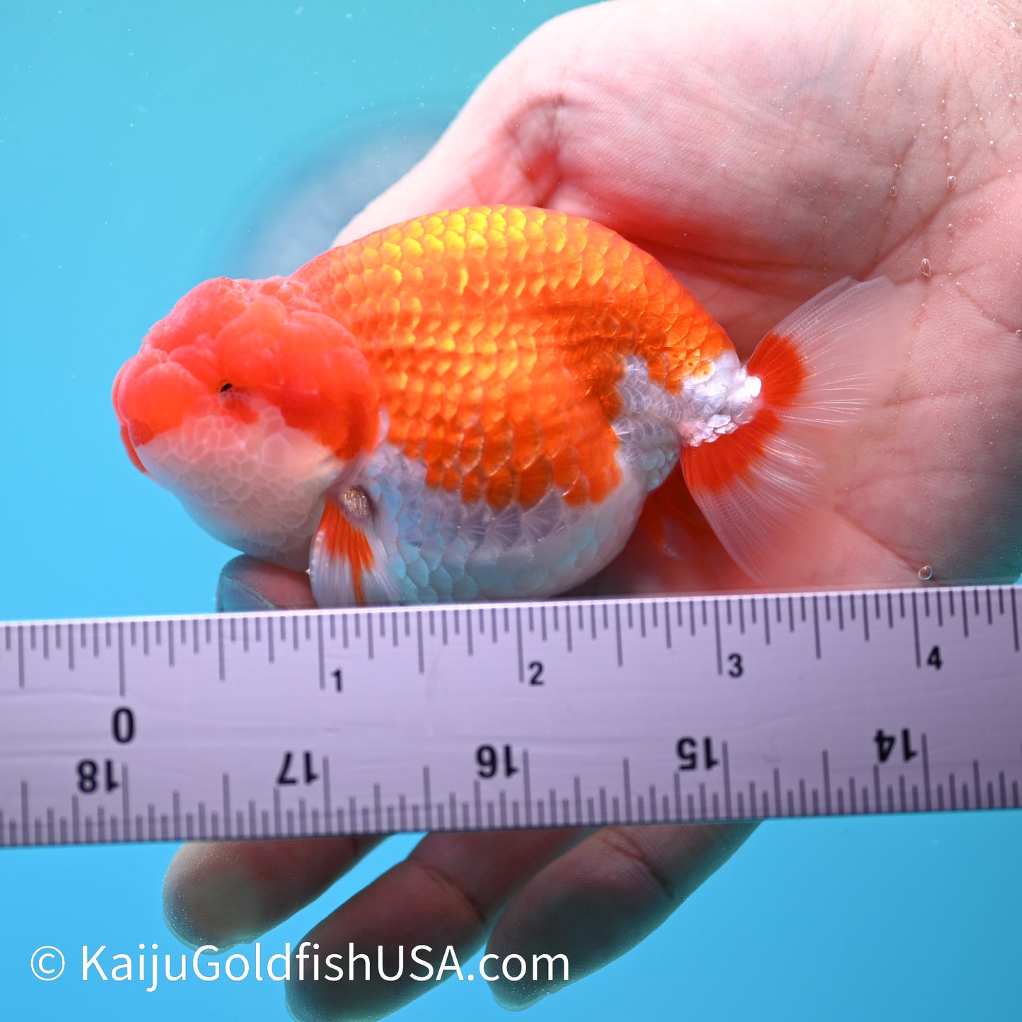 Red White Buffalo Ranchu 3.5-4 inches (240209_RC05) - Kaiju Goldfish USA