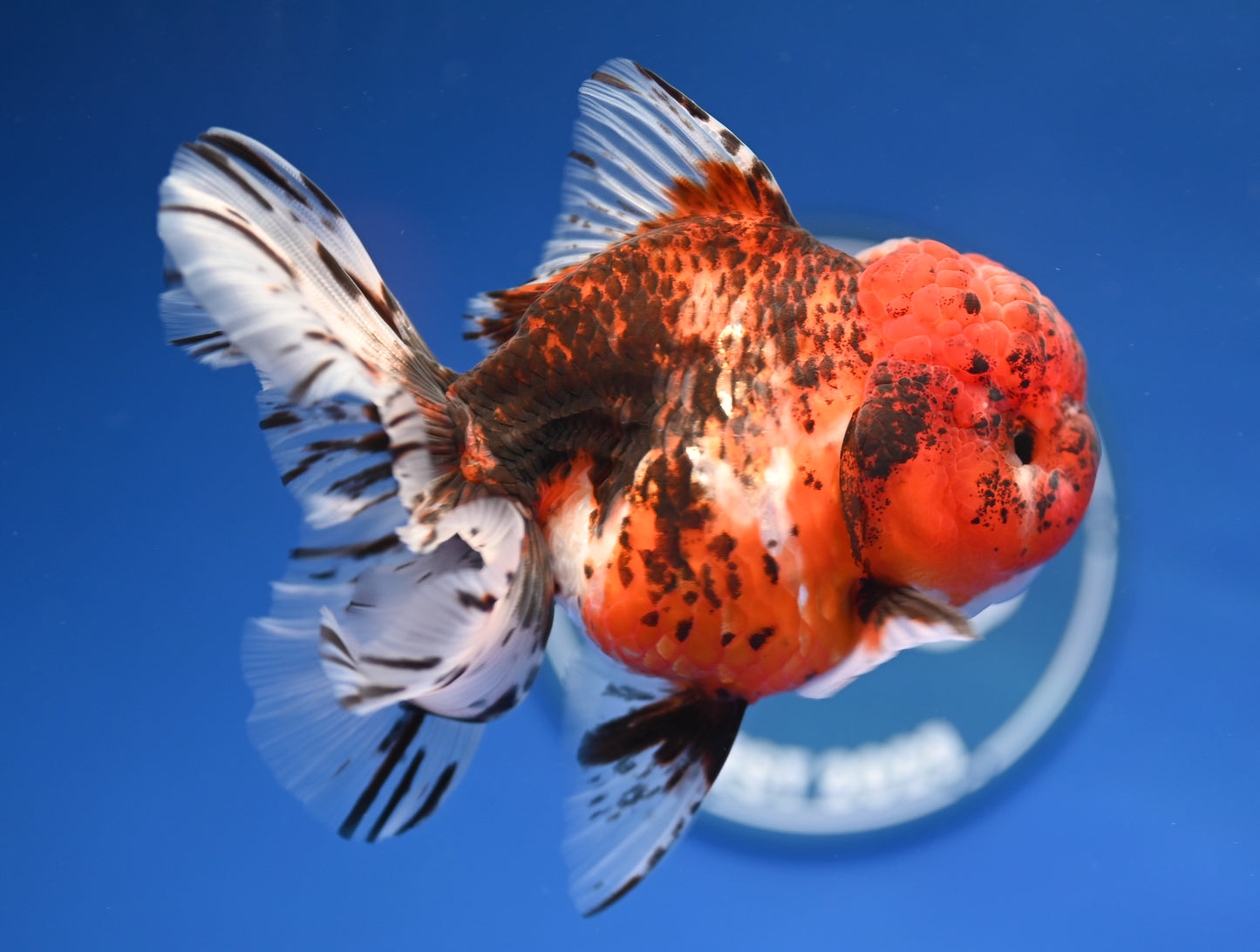 Tiger Rose Tail Oranda 4.5 - 5 inches (1201_OR08) - Kaiju Goldfish USA