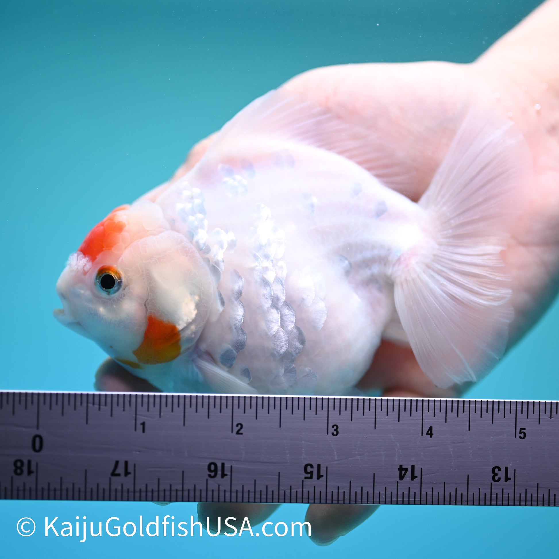 Tancho YuanBao Oranda 4.5-5 inches (240209_OR01) - Kaiju Goldfish USA