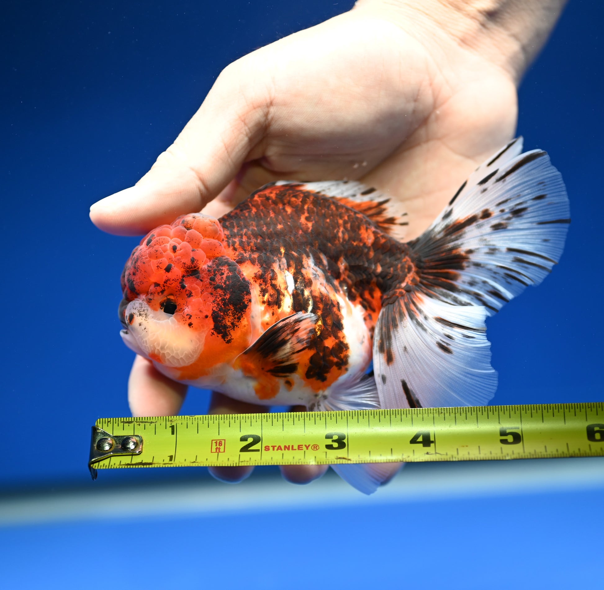 Tiger Rose Tail Oranda 4.5 - 5 inches (1201_OR08) - Kaiju Goldfish USA